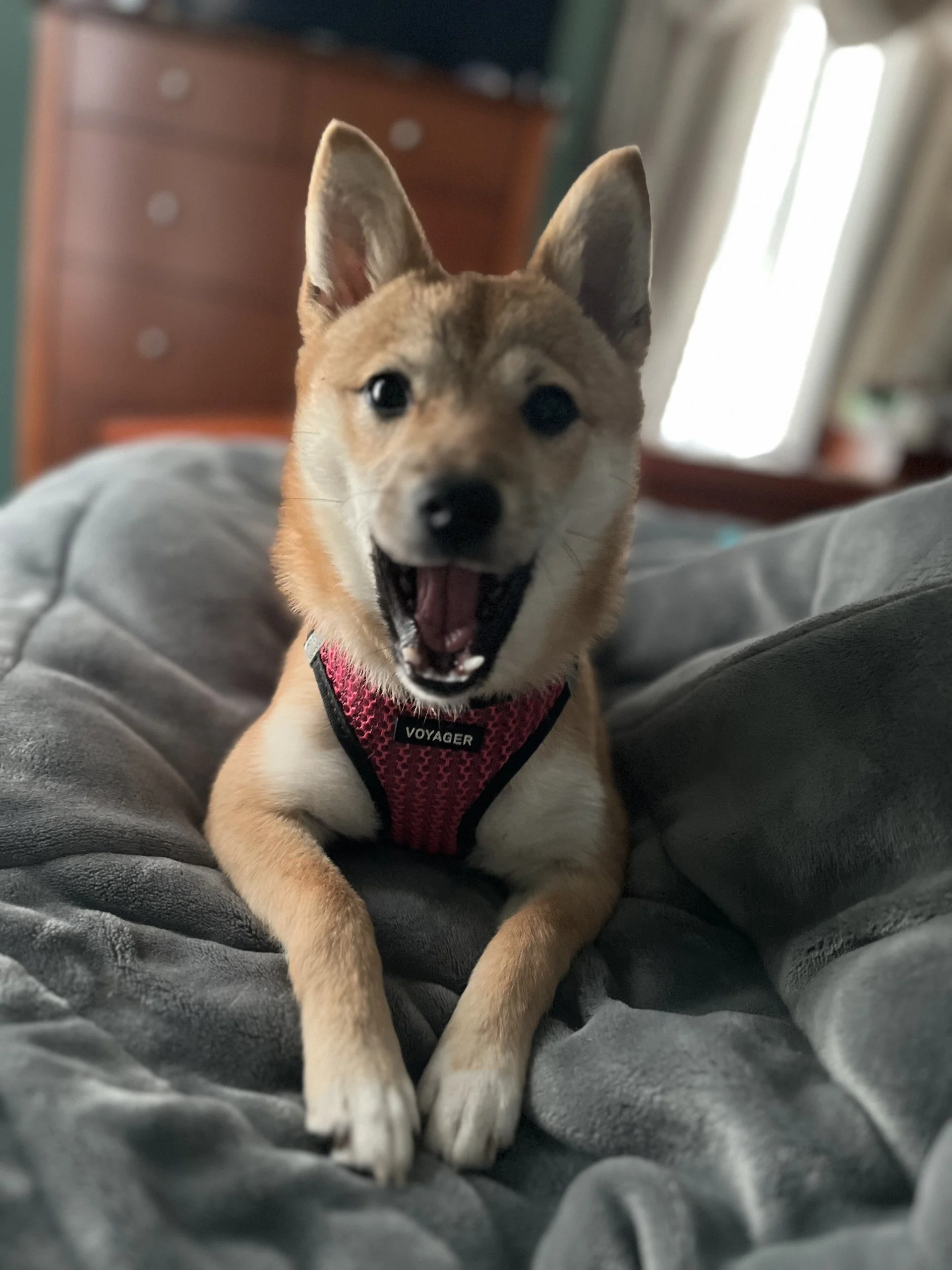A shiba inu lying on a dog bed and with her mouth open