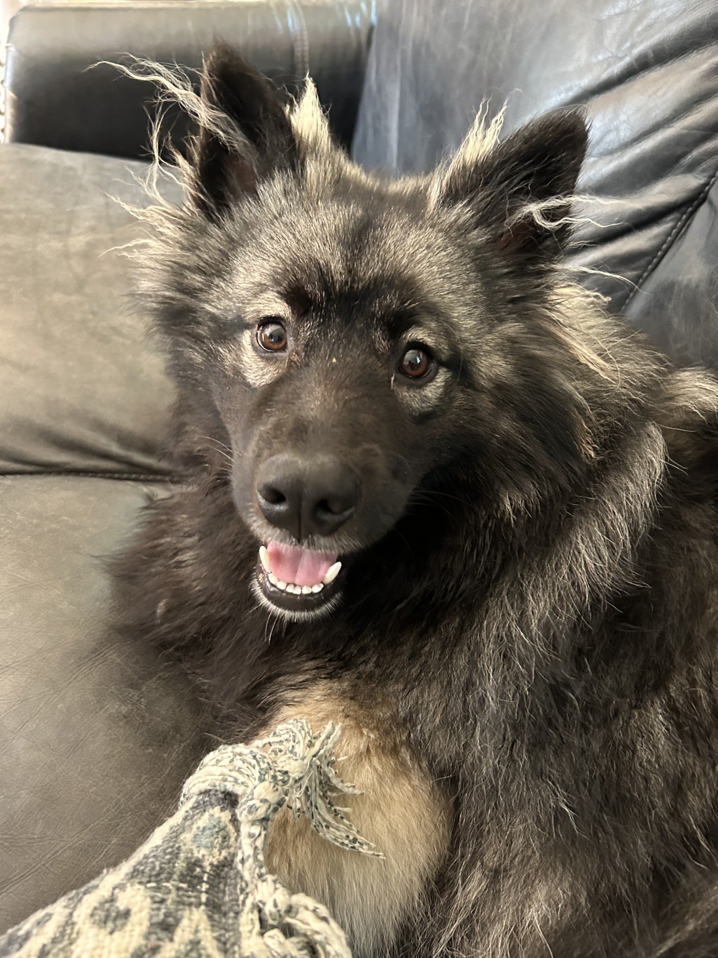 A keeshond puppy smiling at the camera