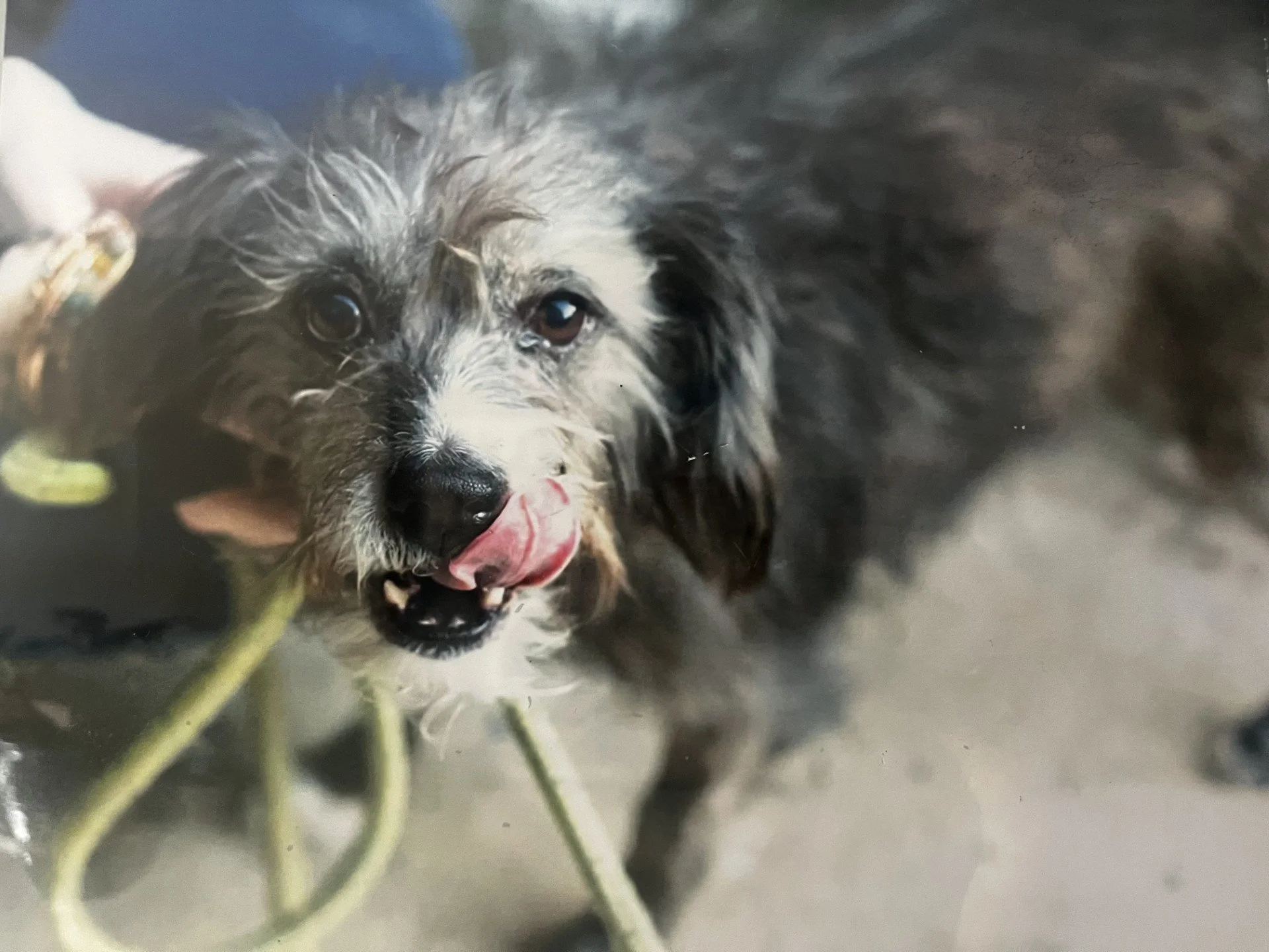 A scruffy gray and brown dog licking his lips