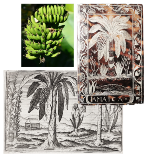 Banana tree
