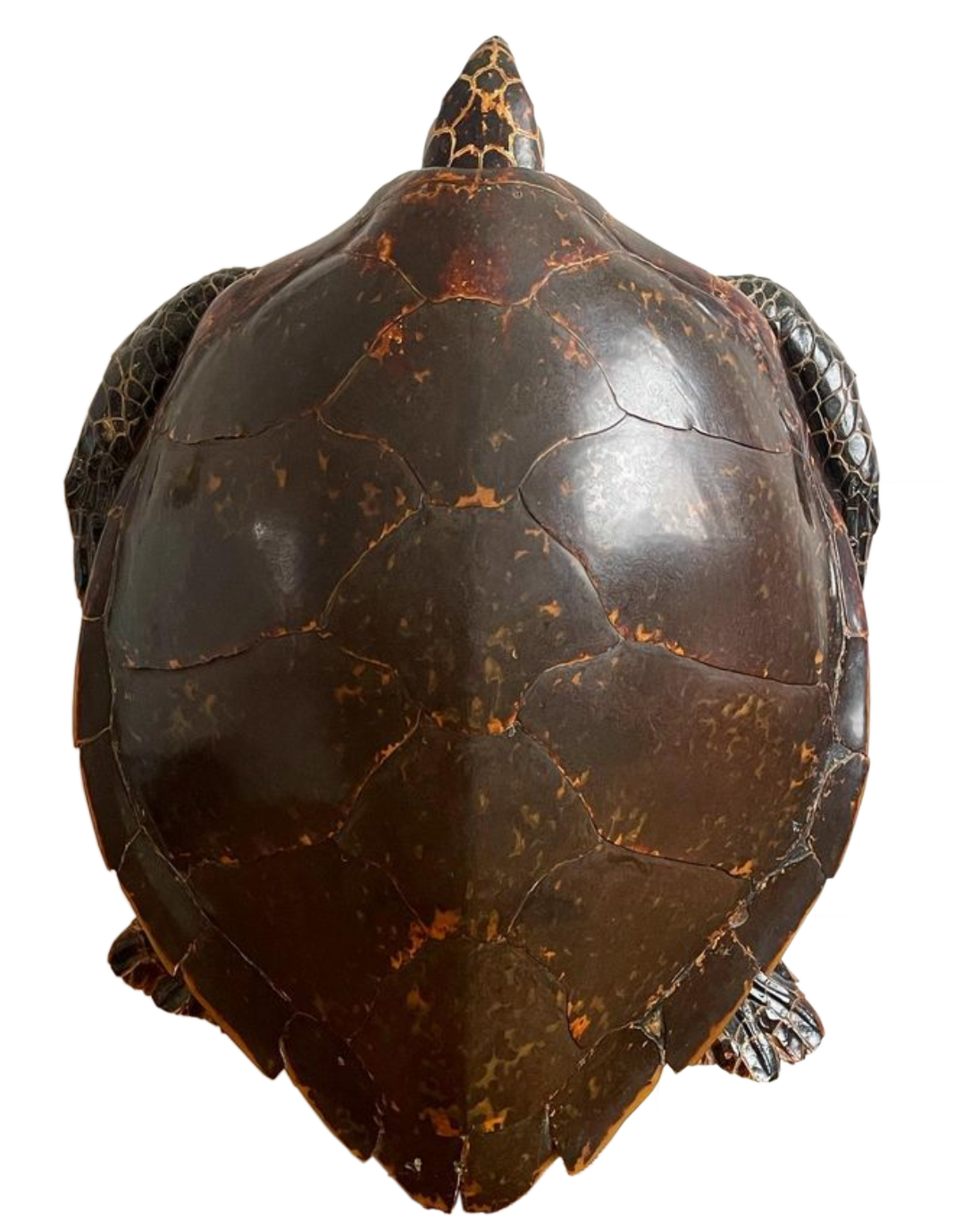 Hawksbill turtle