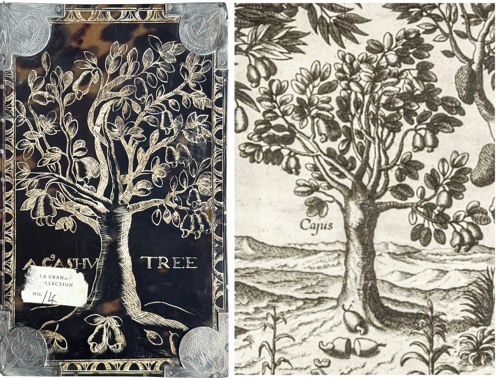 cashew tree