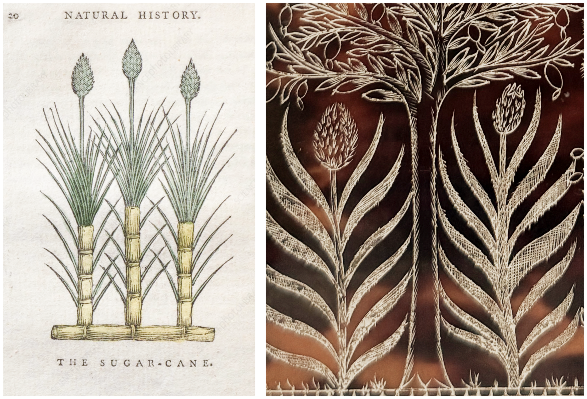 Sugar cane
