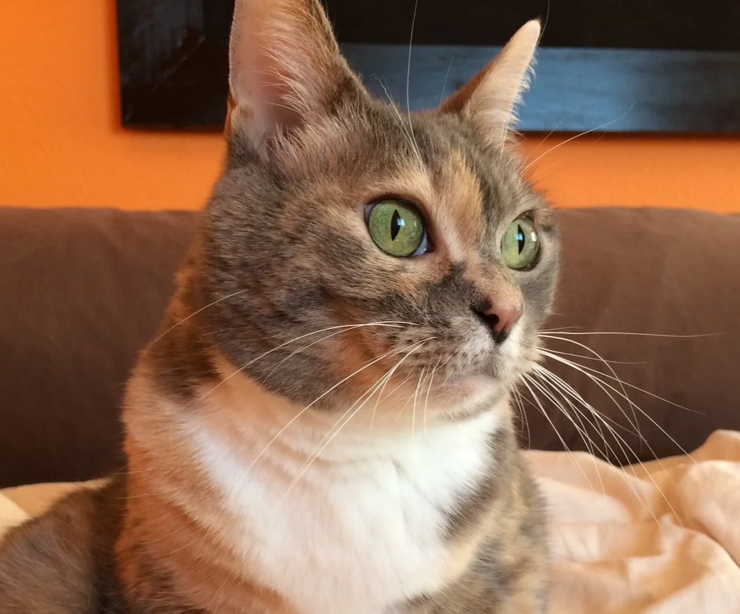 Inspiration photo for stained glass cat pet portrait.