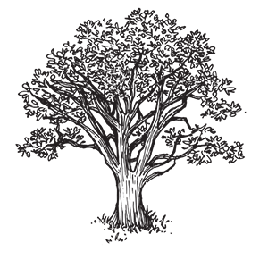 Silhouette of a large, leafy tree with a wide canopy and sturdy trunk.