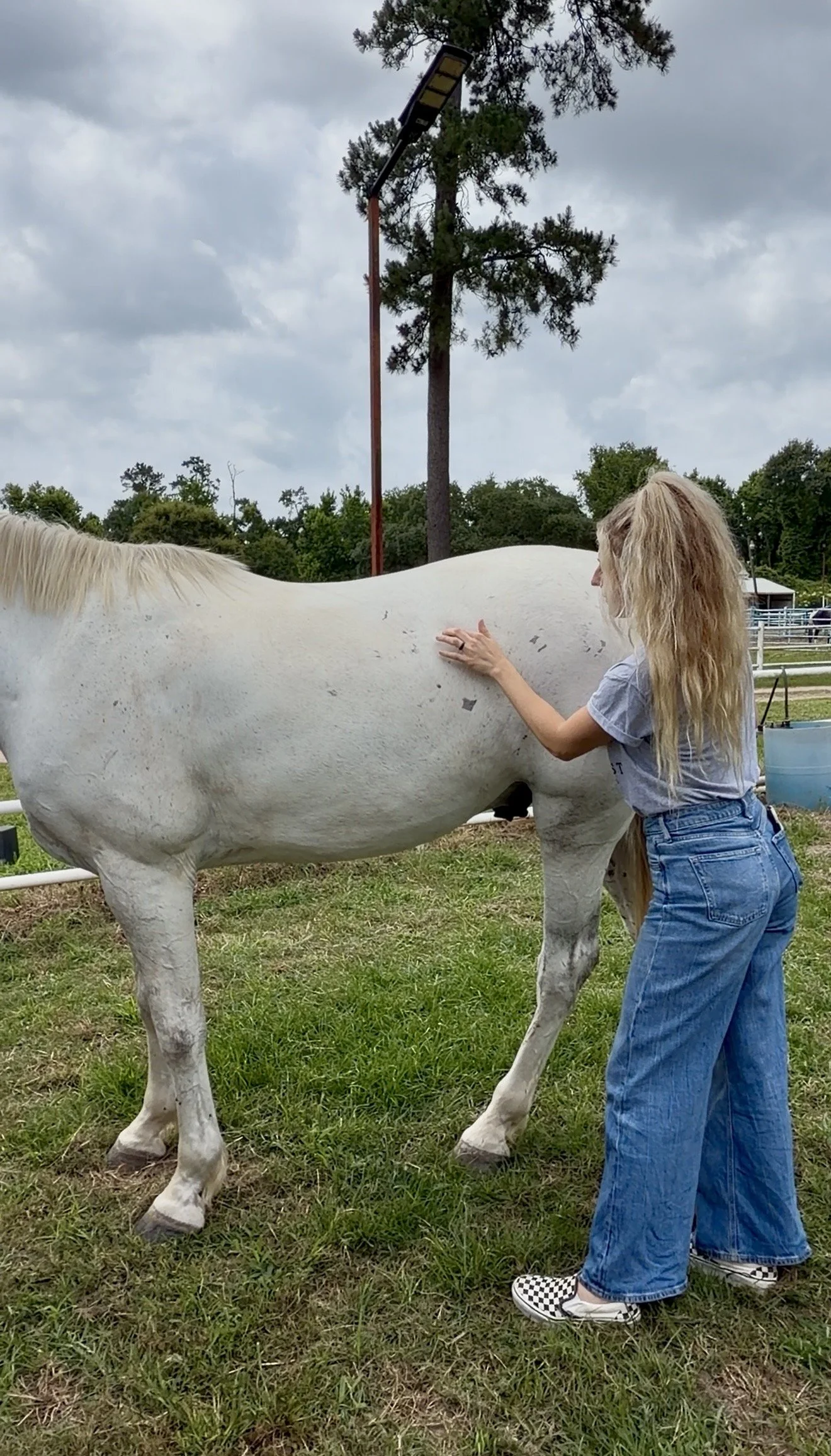 Certified equine bodywork session on white horse in Dayton, Texas