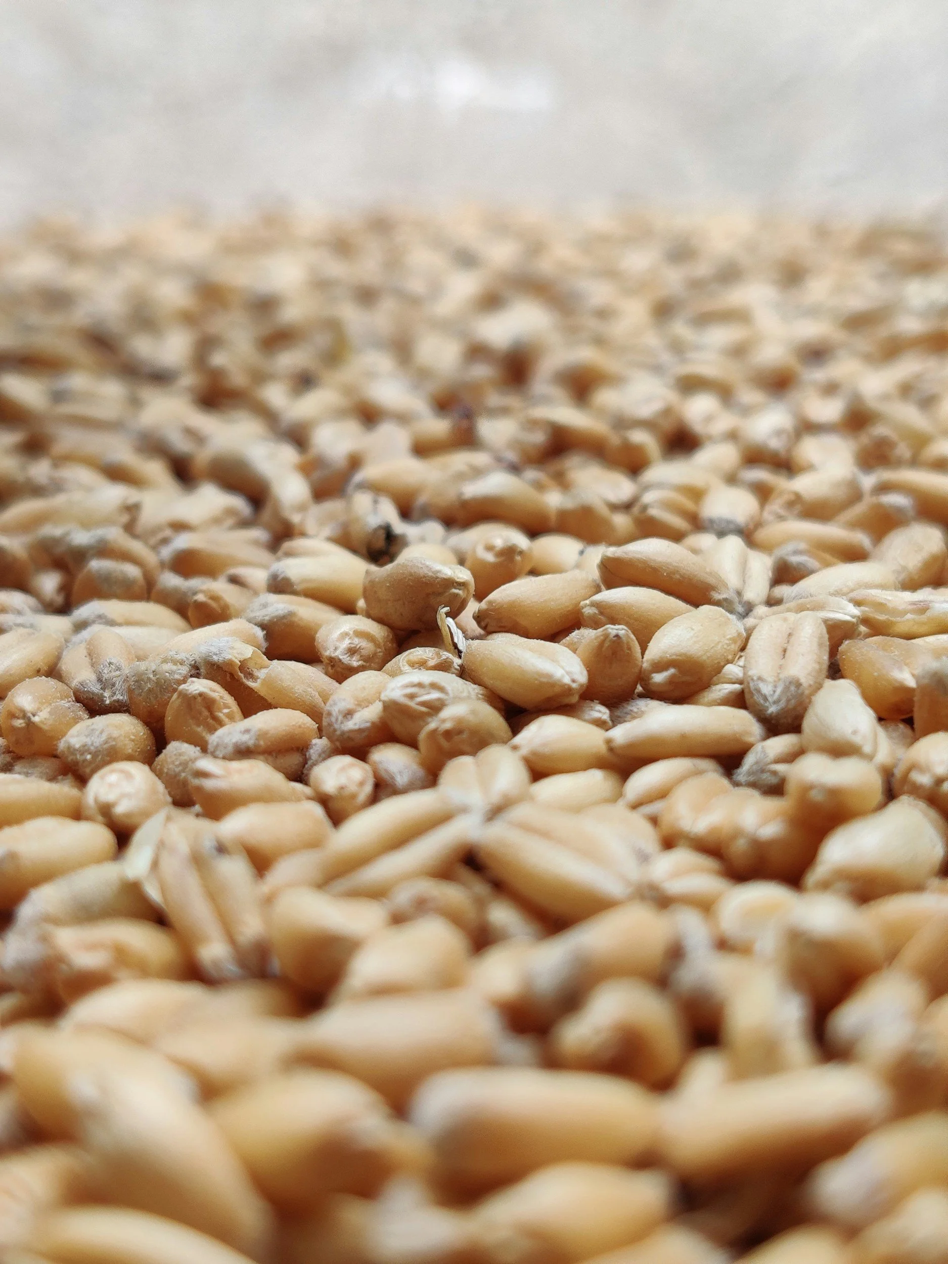 Close-up view of wheat grains spread on a surface with a white background.