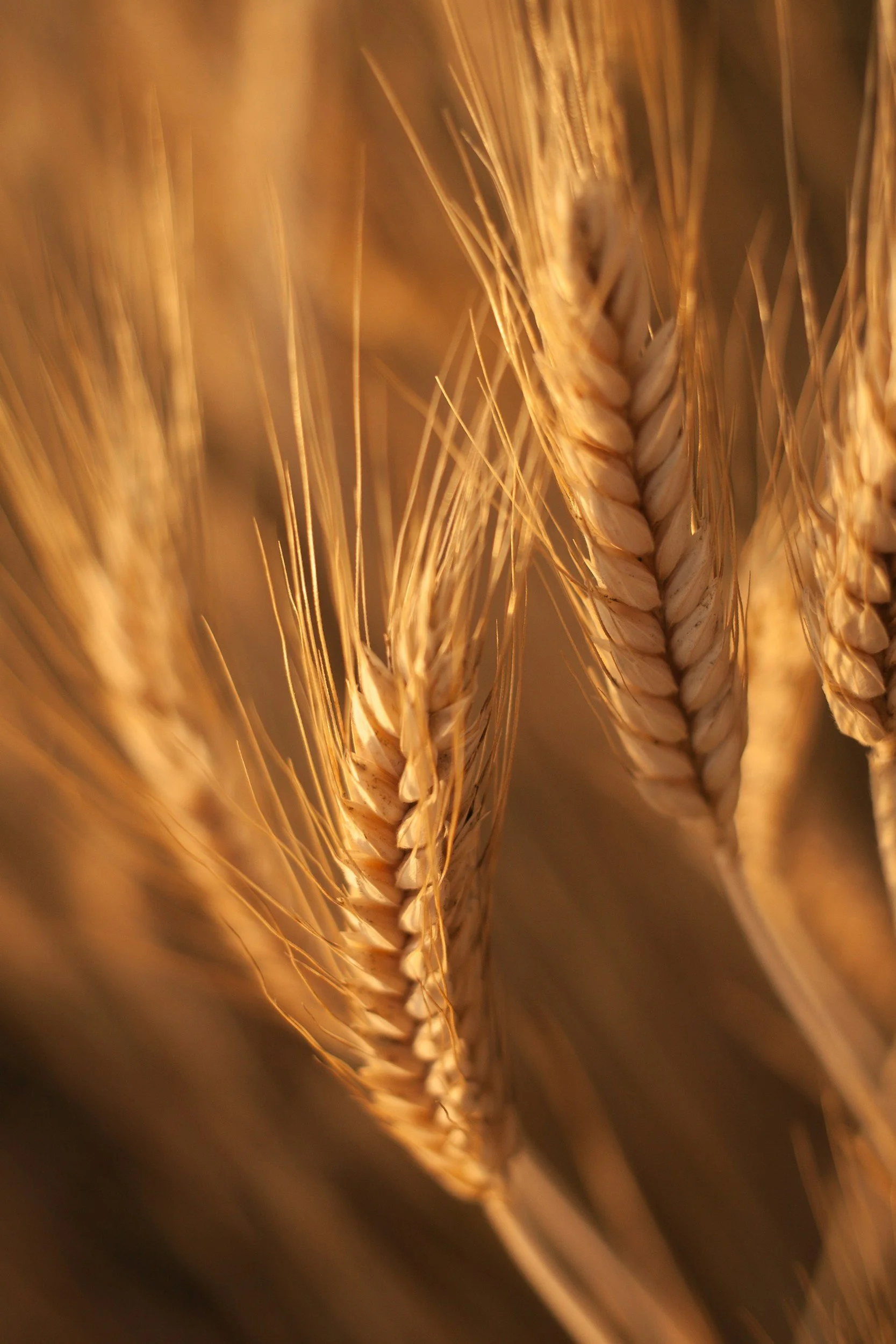 Close-up of wheat stalks with golden hues, showing the grains and long thin strands.