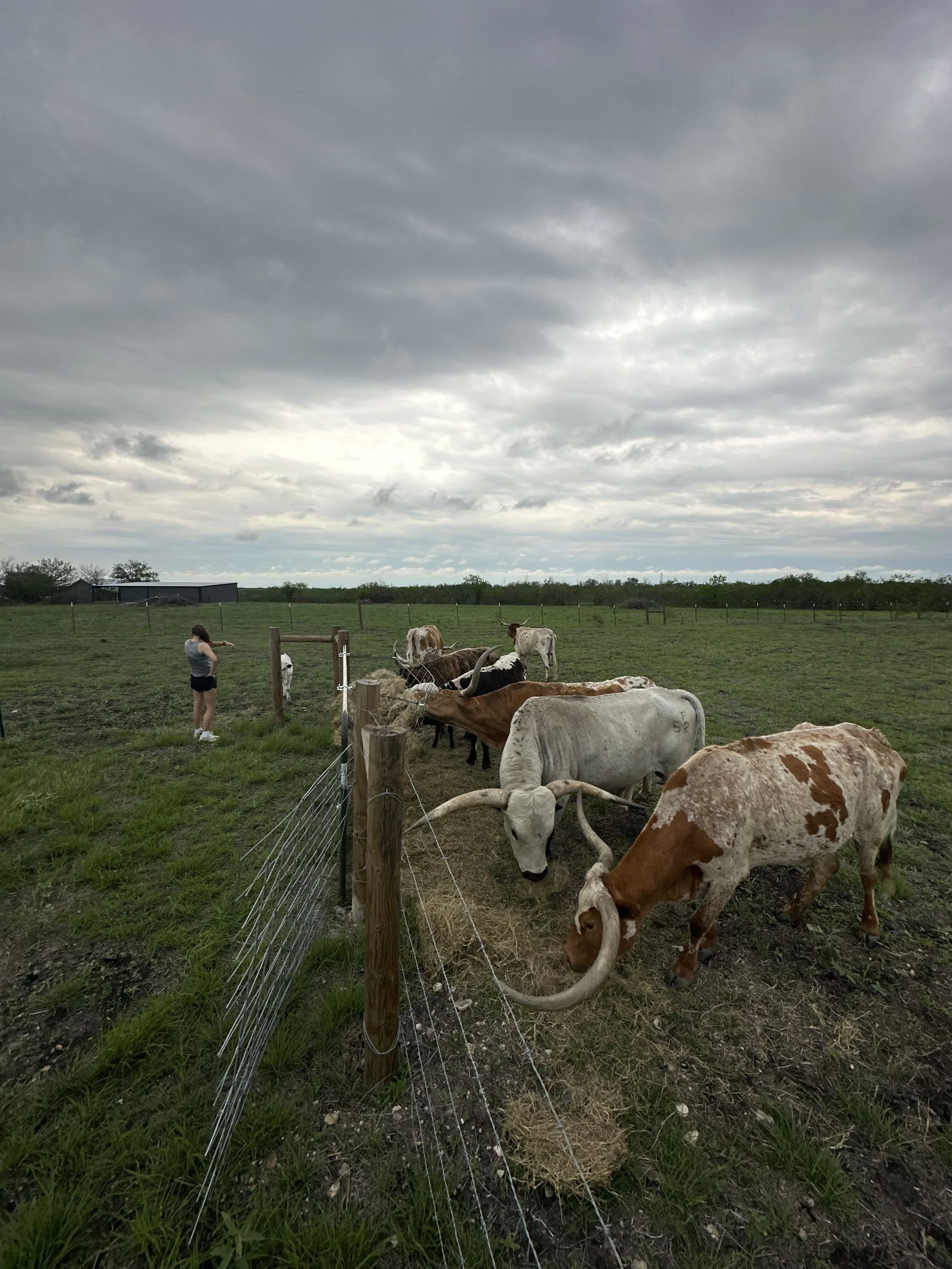 A young woman feeding cows in a fenced grassy field under a cloudy sky.