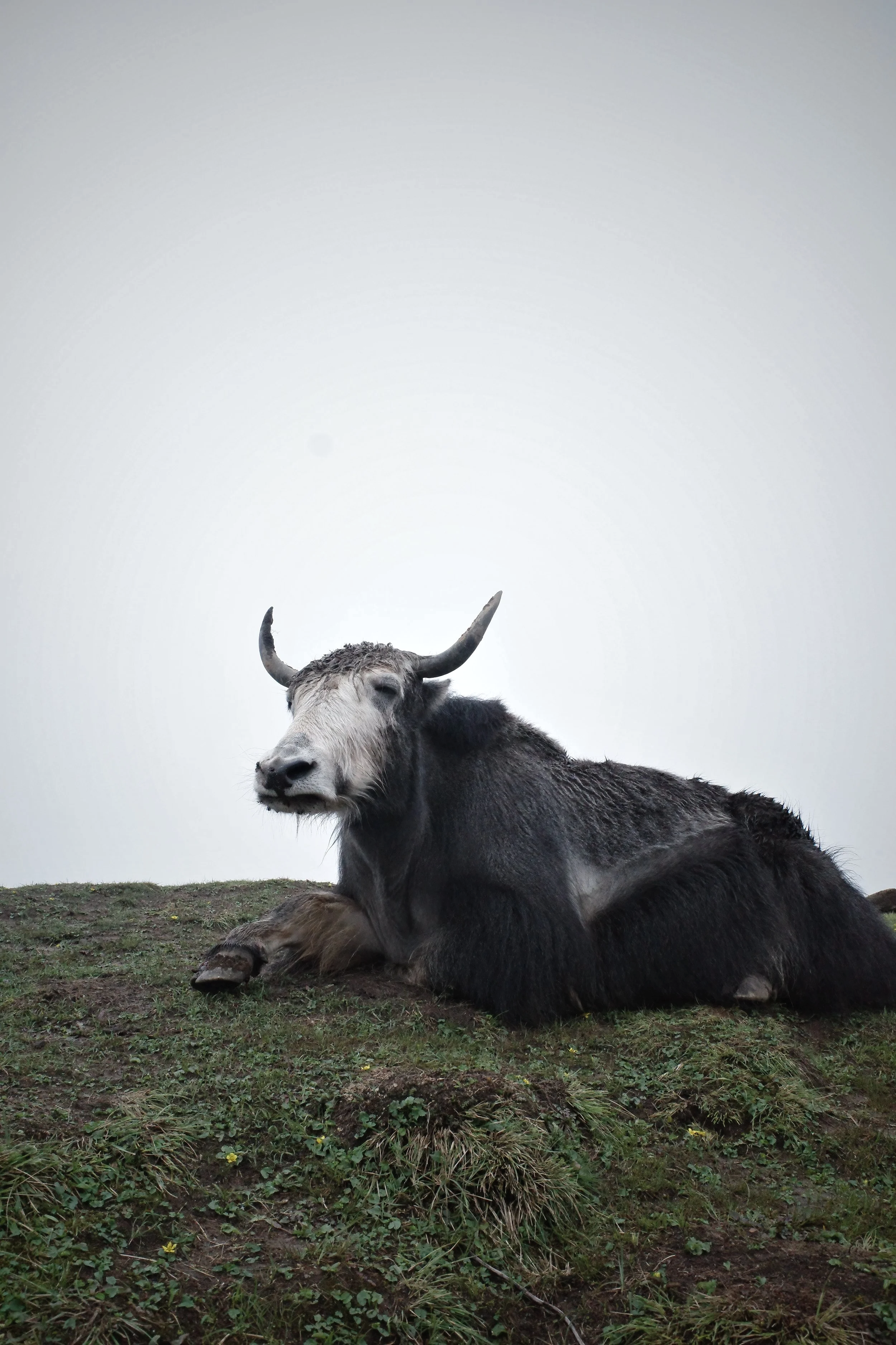 A resting yak on grassy terrain with a gray sky in the background.