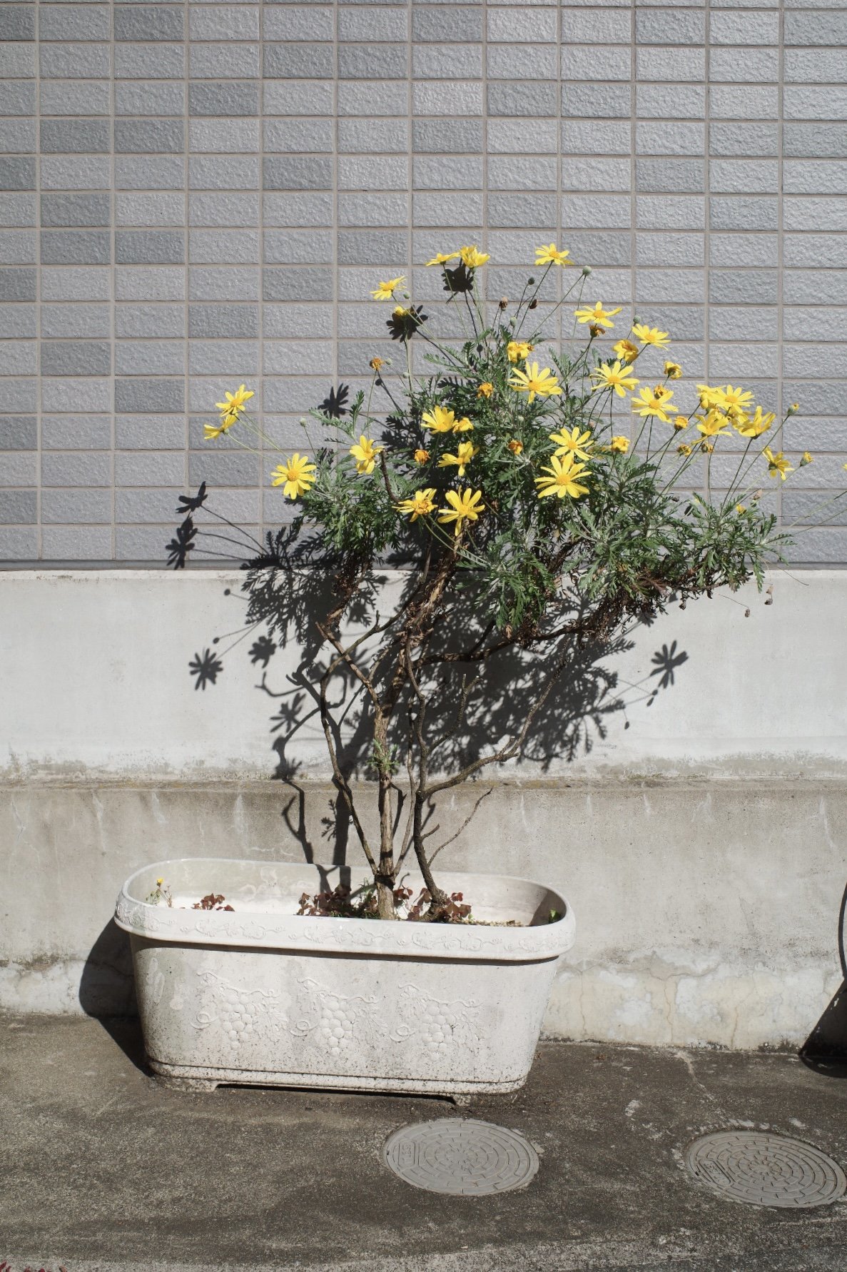 A potted plant with yellow flowers and green leaves casts a shadow on a beige brick wall and a white concrete wall below. The plant is in a large white decorative rectangular planter on a concrete surface in Tokyo, Japan.