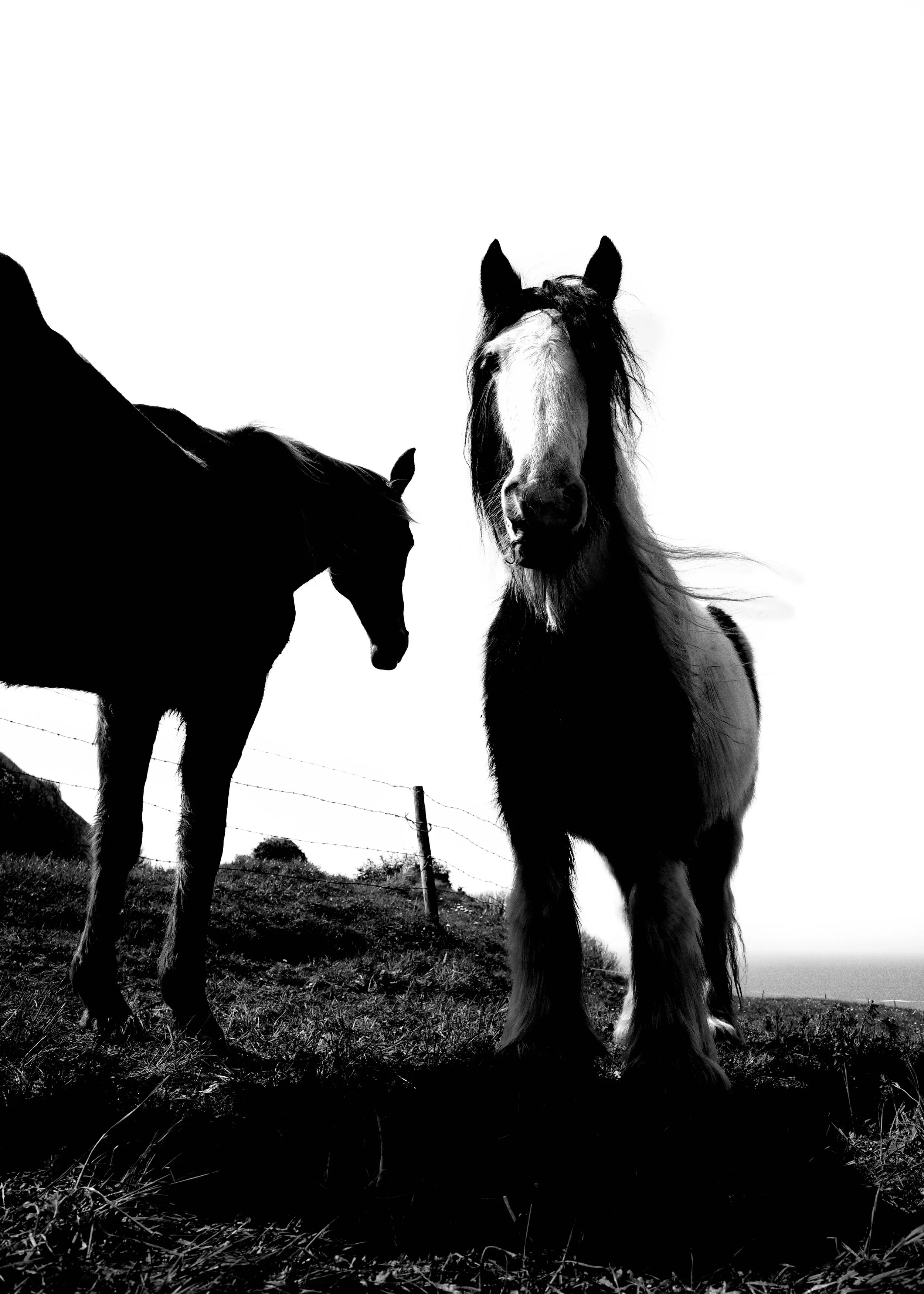 Black and white photo of two horses standing outdoors on grass, with one horse facing left and the other facing forward. A fence is visible in the background.