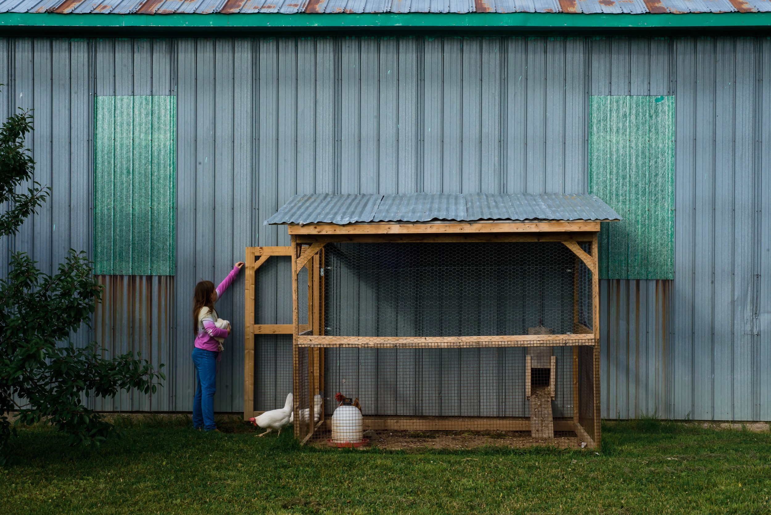 	
A girl in a pink jacket and blue pants standing outside near a chicken coop with chickens, with a large metal wall and roof in the background. The girl is opening the door preparing to place chicken that's in her arm back into the coop.