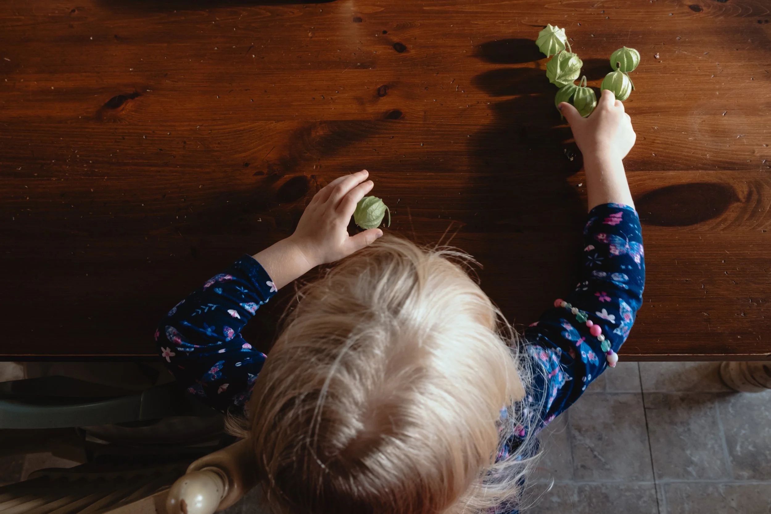 A child with blonde hair wearing a navy floral long-sleeve shirt is reaching out to pick a ground cherry on a wooden table.