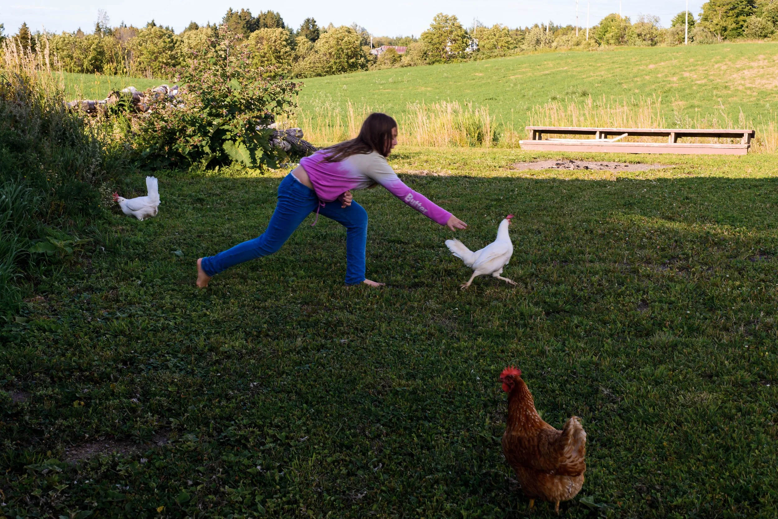 A young girl with long brown hair, wearing a beige and pink sweatshirt and blue jeans, is reaching out to a white chicken in a grassy outdoor area. Two other chickens, one white and one brown, are nearby. In the background, there is a green field, tr