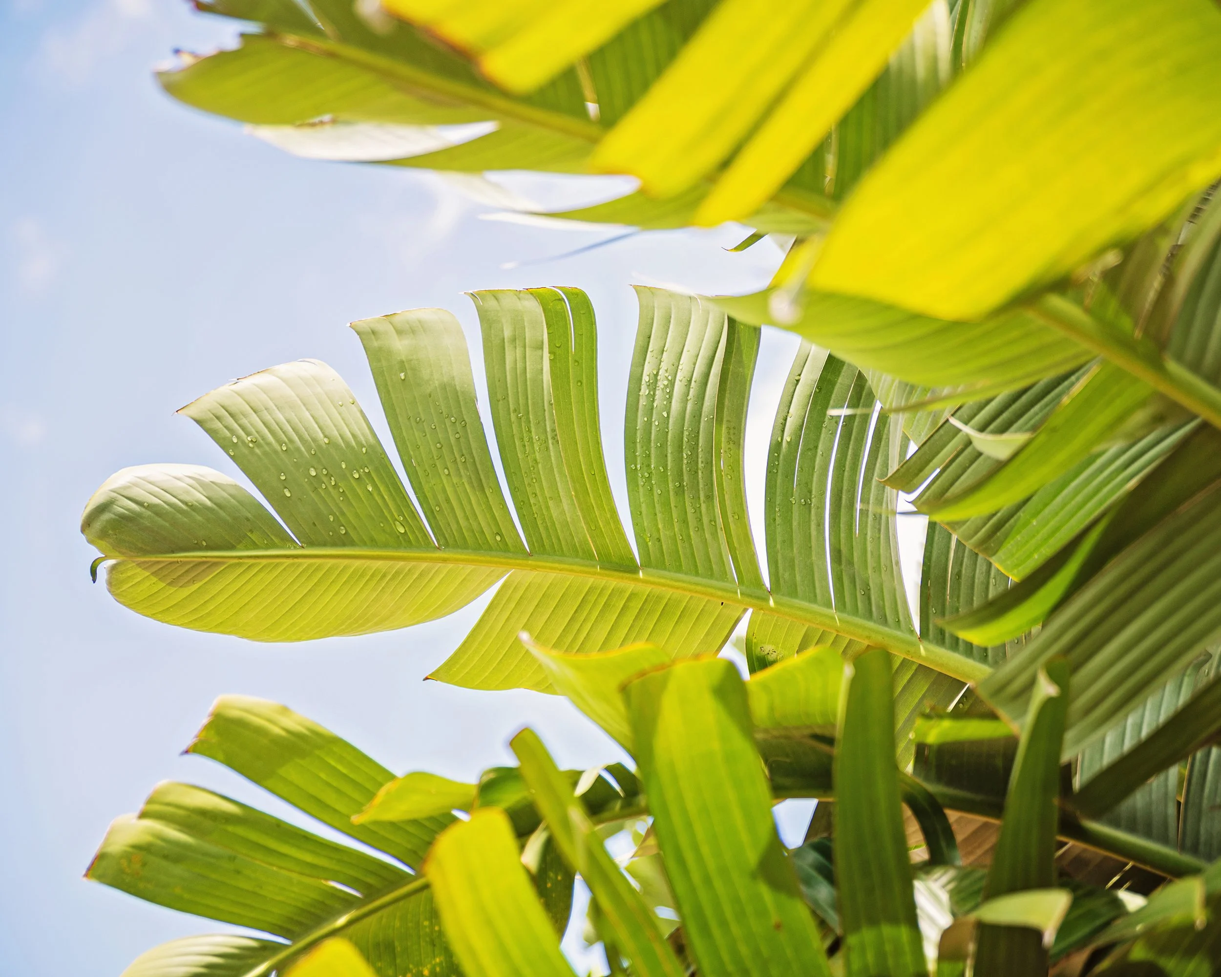 Central florida palm leaf