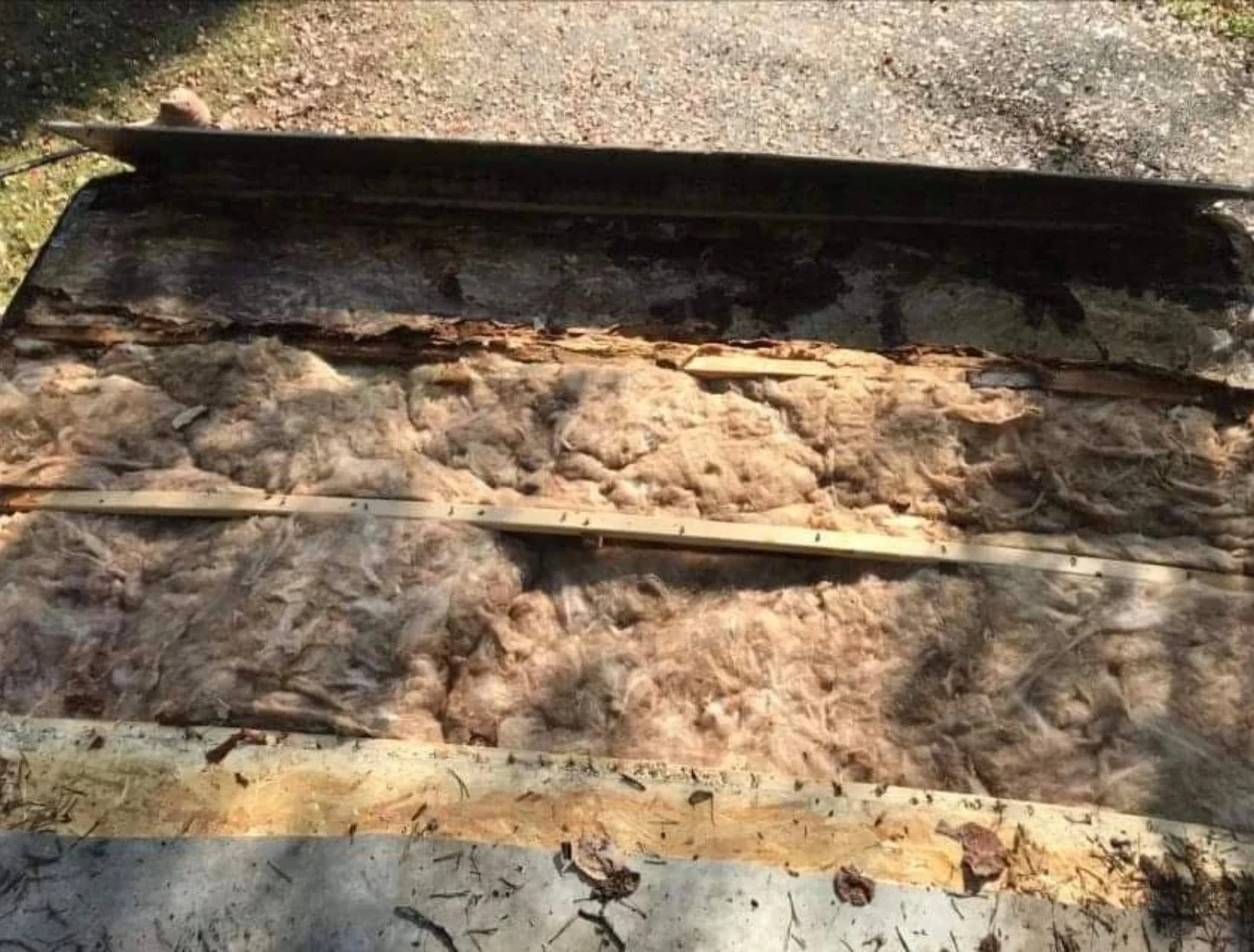Cut open tree trunk revealing the inside wood and layered rings, with some dark and light wood textures visible and surrounded by soil and leaves.