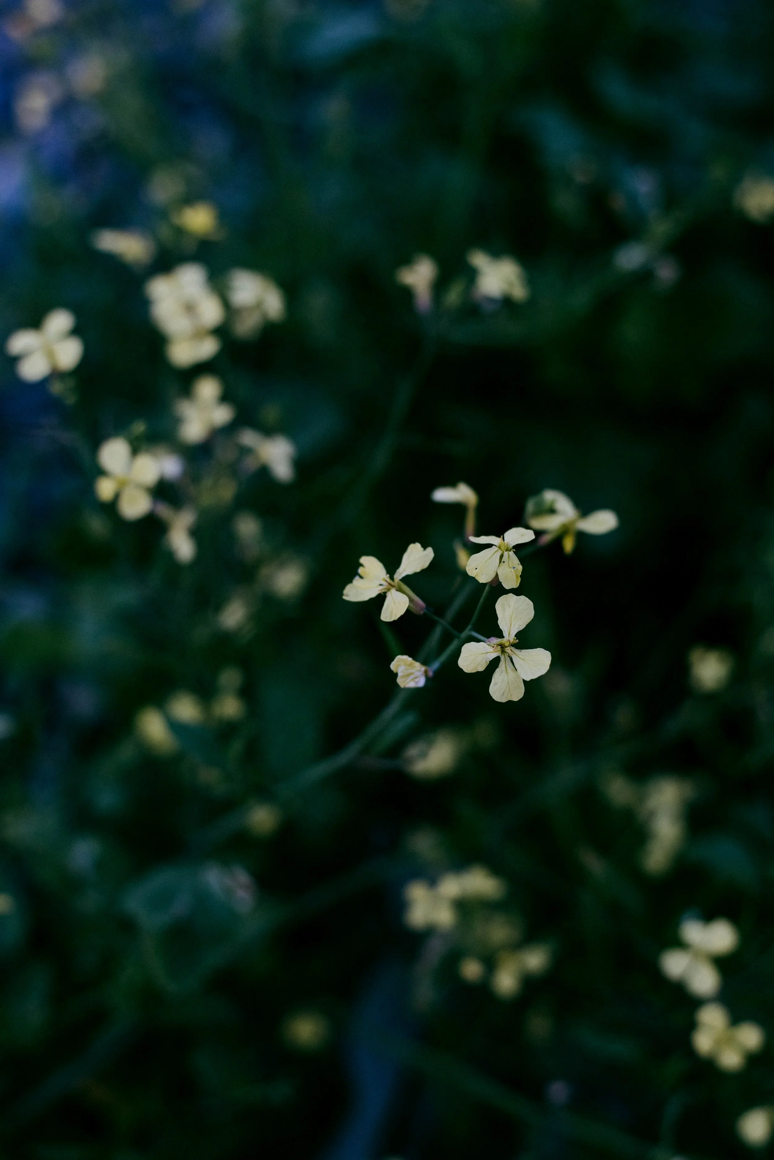 Close-up of small white flowers with dark green leaves in the background.