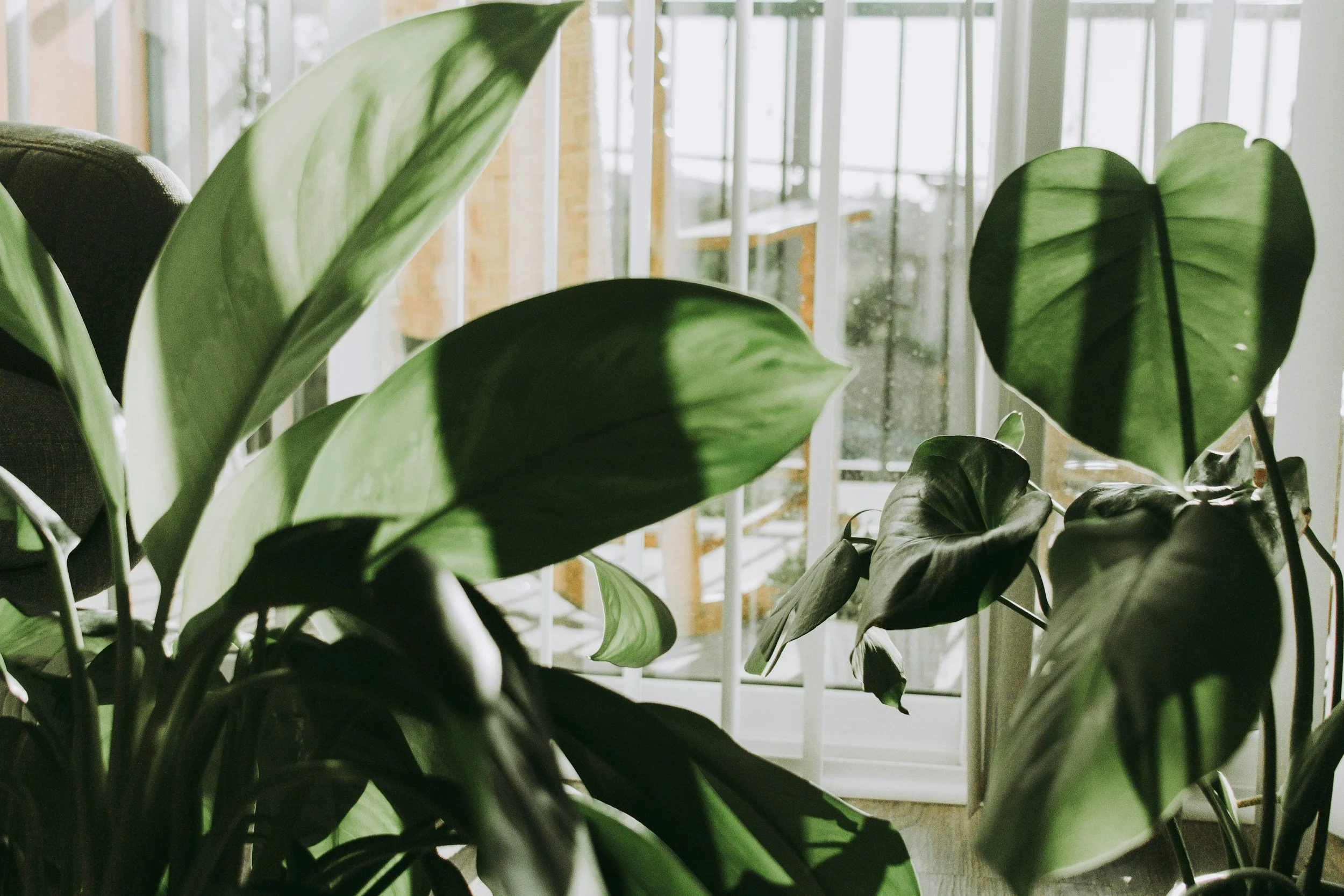 Close-up of green leafy houseplants near a window with white bars, sunlight streaming through.