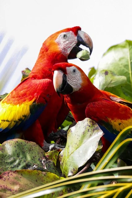 Real image Macaws.jpeg