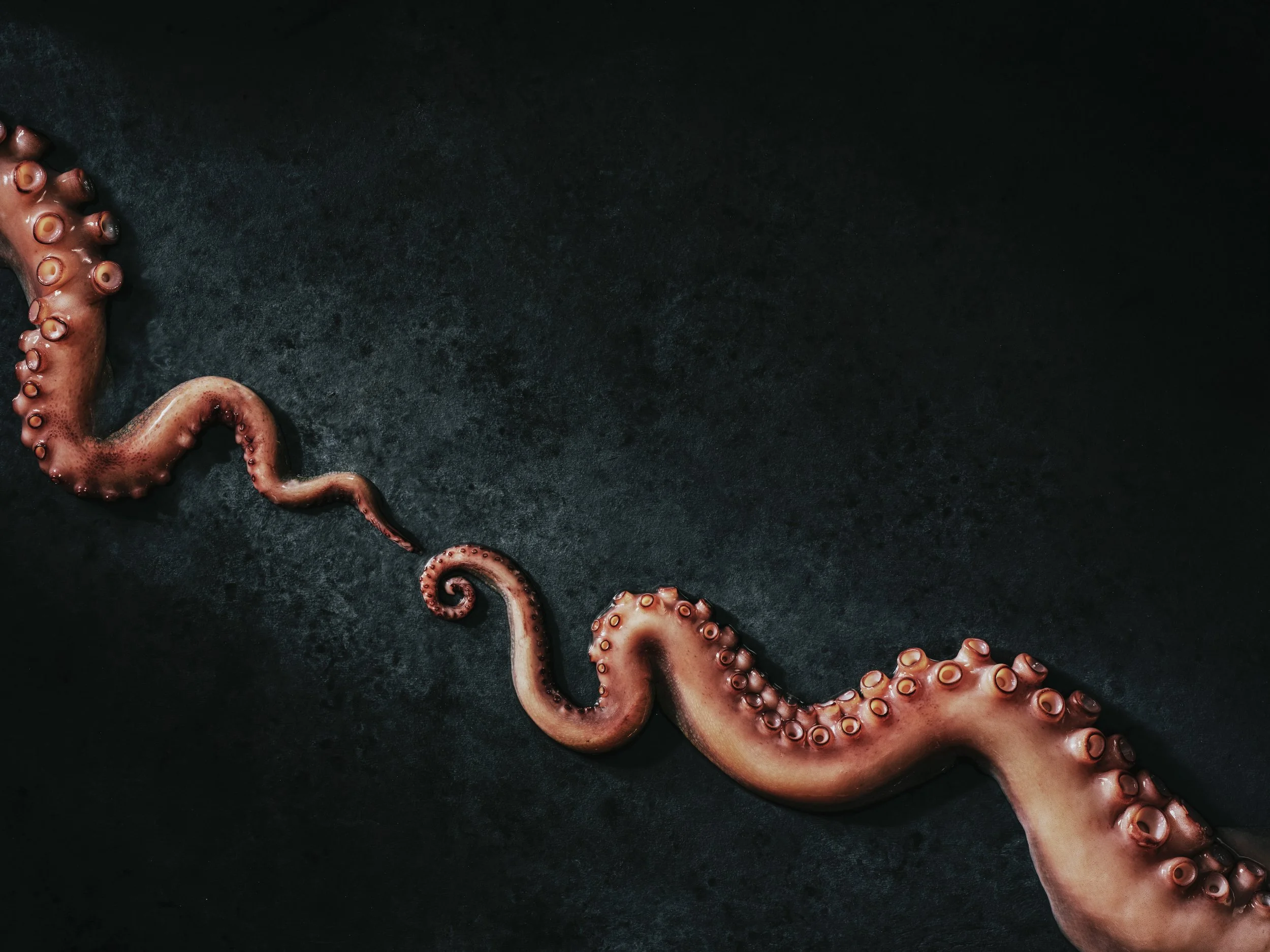 Close-up of an octopus tentacle with suction cups on a dark surface.