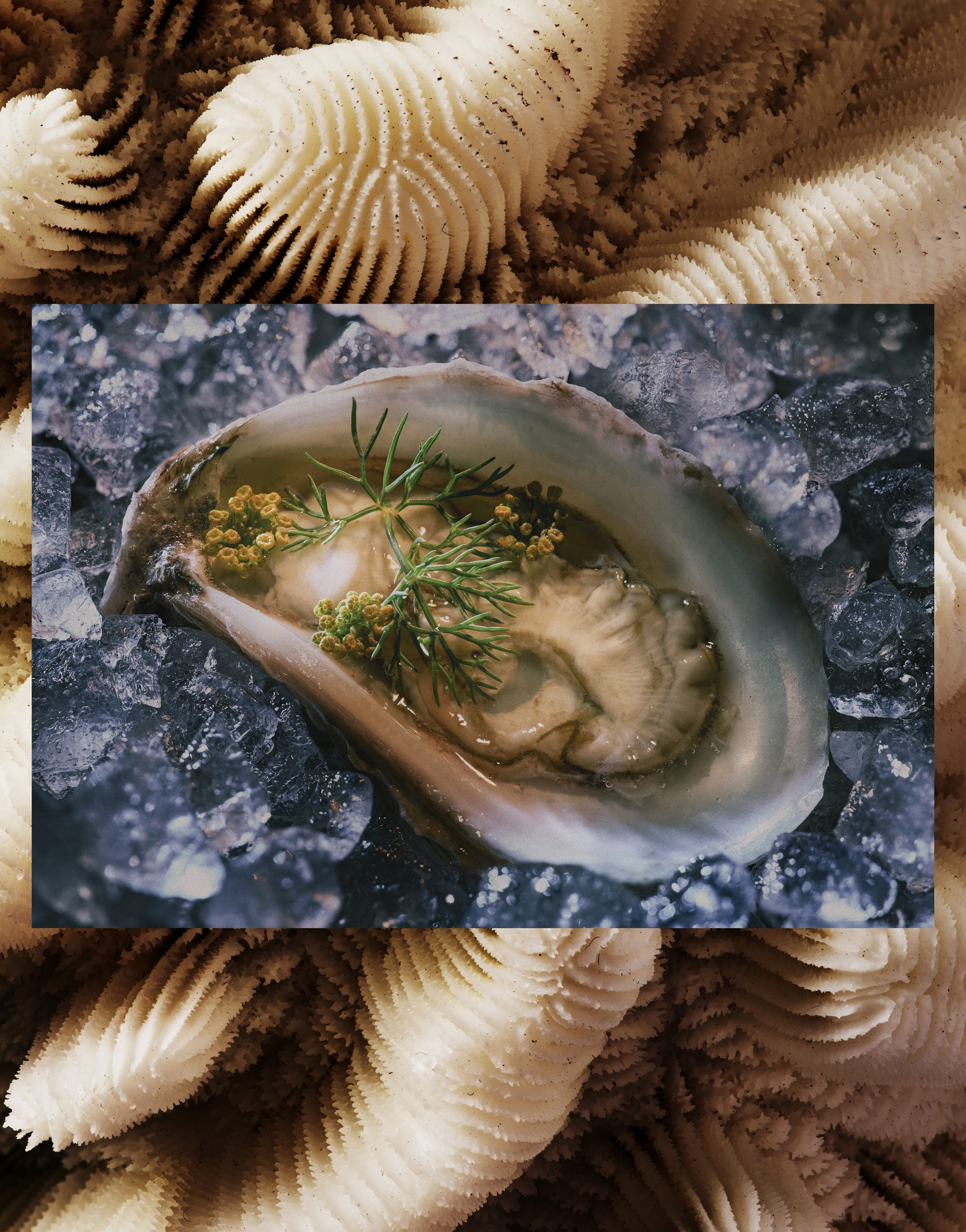 Close-up image of seashells with intricate ridges and textures, surrounded by small ice crystals and tiny green plant sprigs, creating a natural and detailed scene.