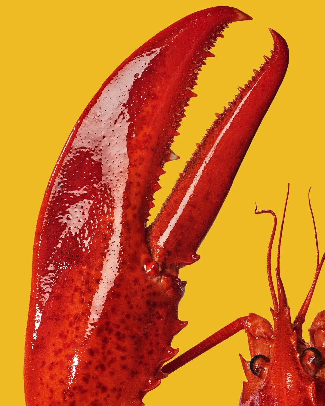 Close-up of a cooked lobster claw and part of the lobster's head on a yellow background.