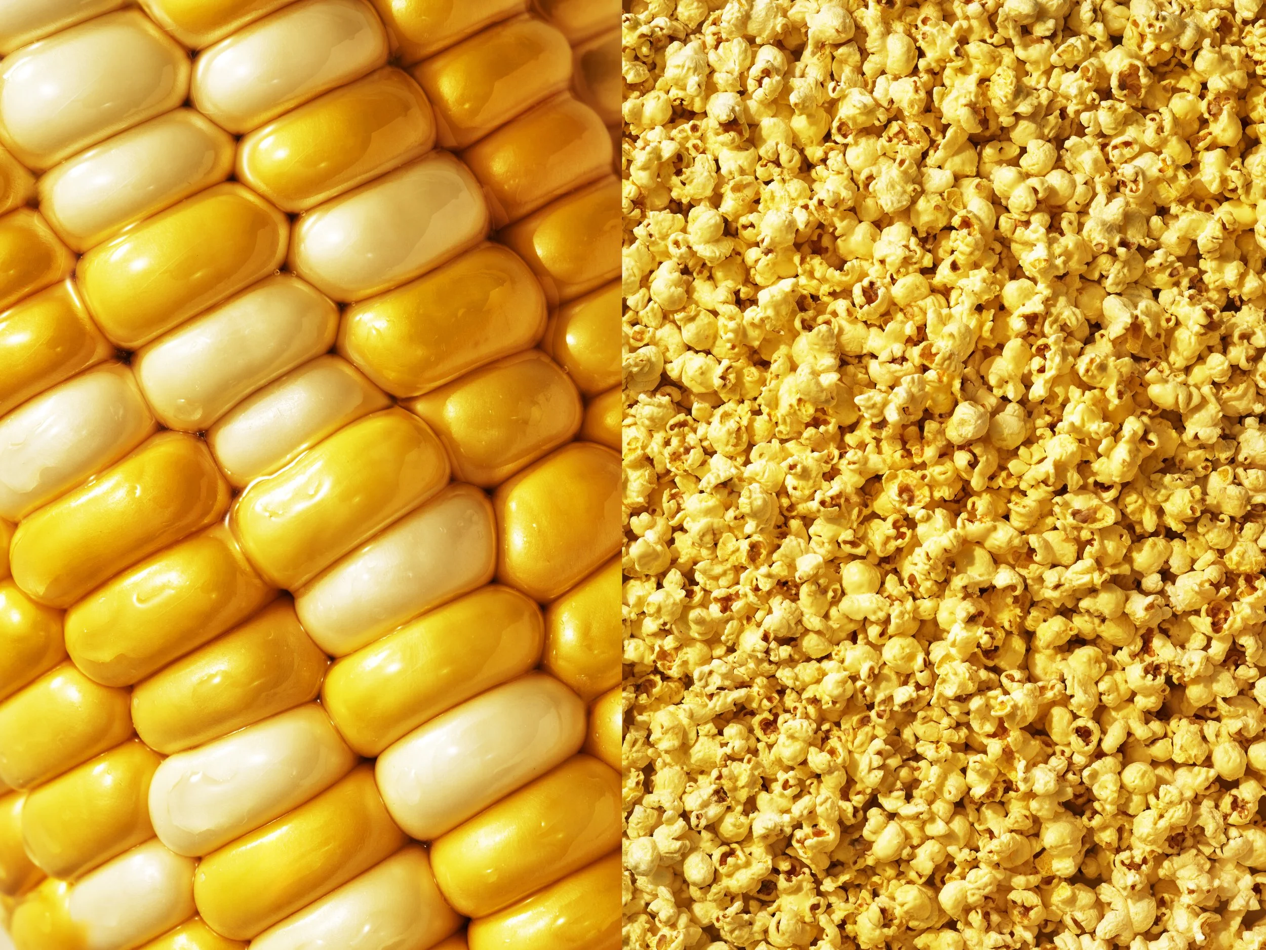 Close-up of a corn cob with yellow and white kernels on the left, and a pile of popcorn on the right.
