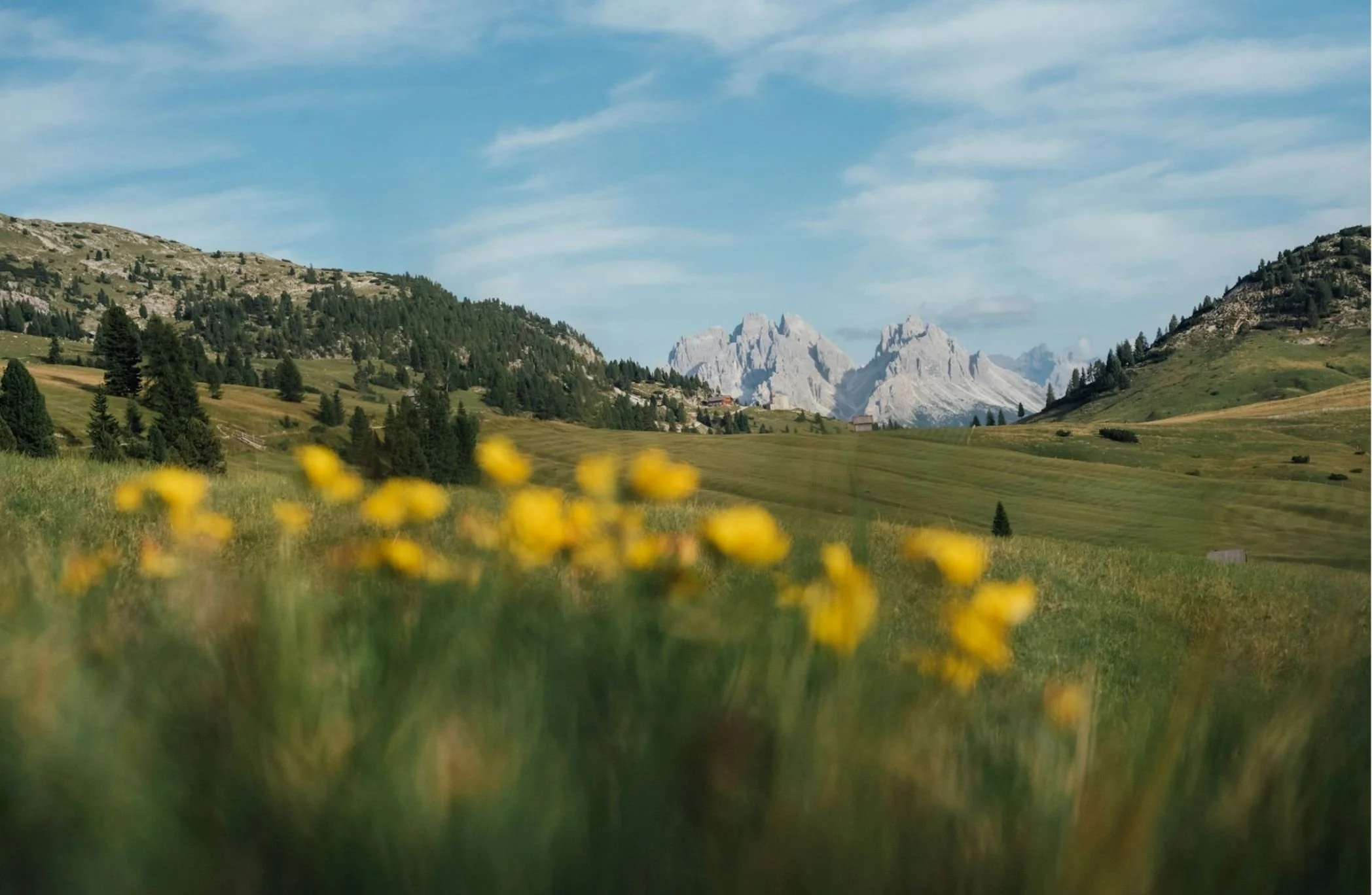 A scenic landscape featuring yellow wildflowers in the foreground, rolling green hills with scattered trees, and snow-capped mountains in the distance under a blue sky with wispy clouds.
