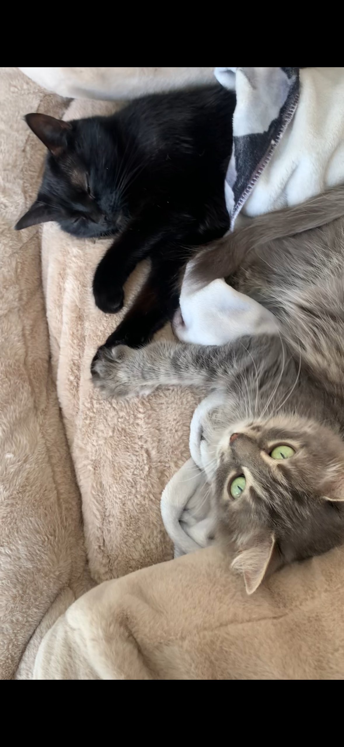 Trois chats, dont un noir et deux gris, allongés ensemble sur un tapis beige, certains avec les yeux fermés et d'autres ouverts, dans une posture détendue.