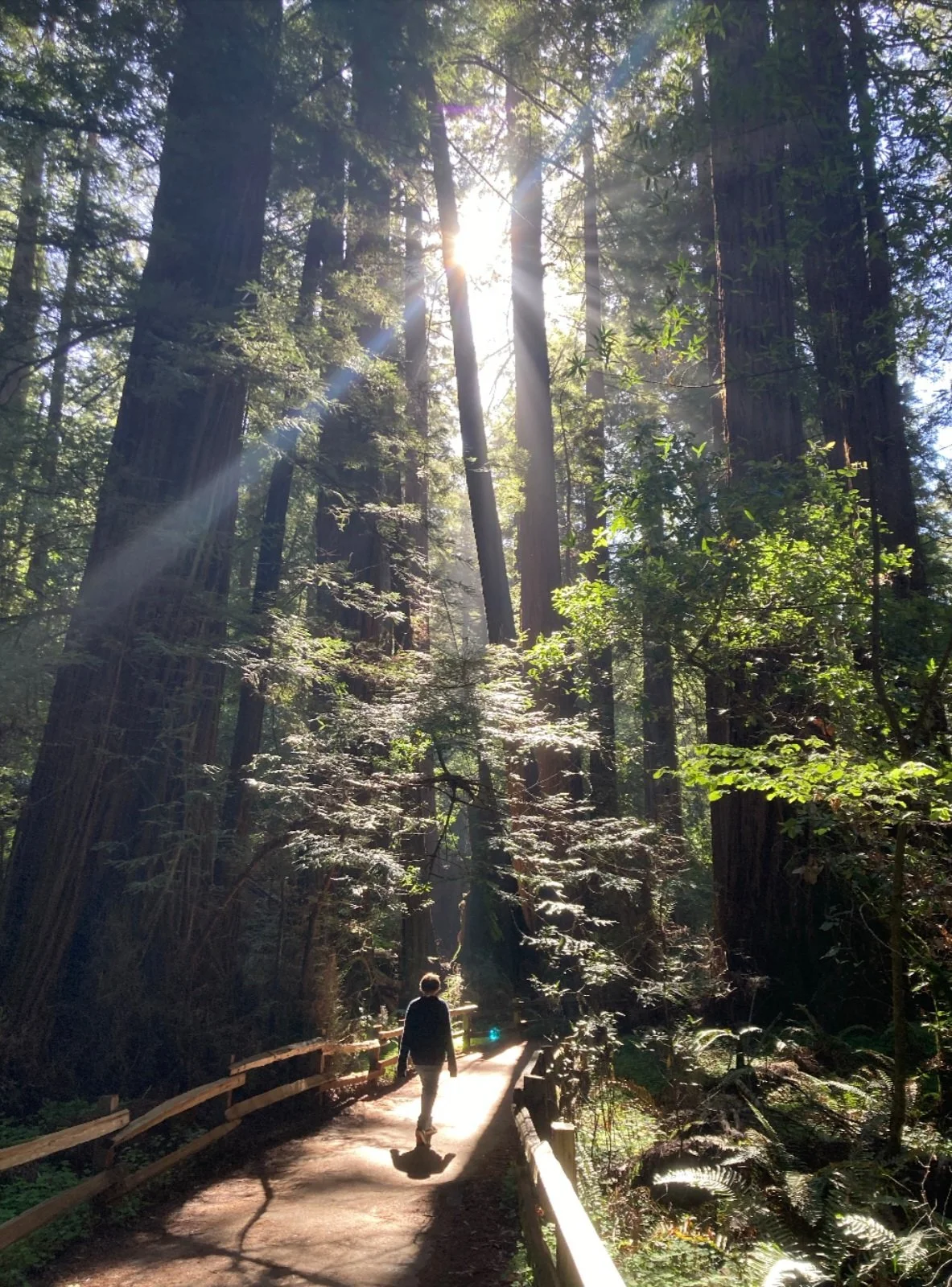 A person walking on a forest trail surrounded by tall trees with sunlight filtering through the leaves.