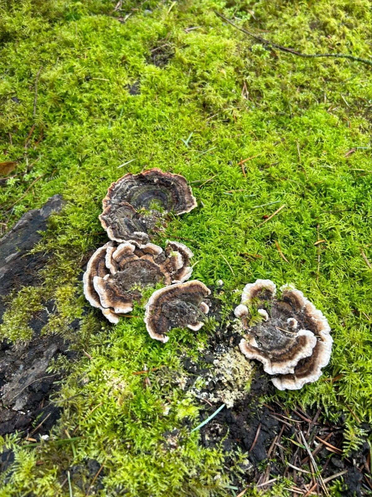 Fungi growing on moss and decayed wood in a forest setting.