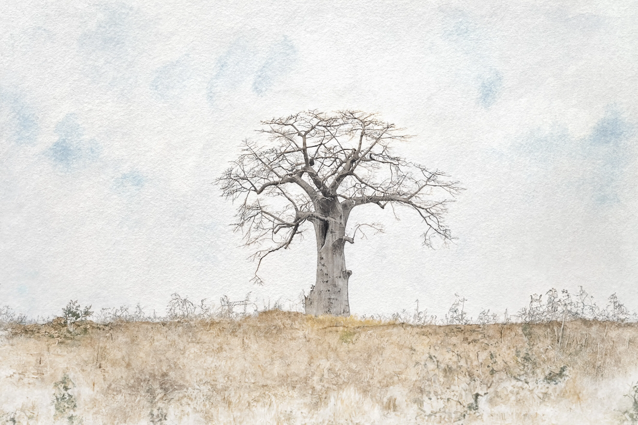 Lone Baobab Wash.png