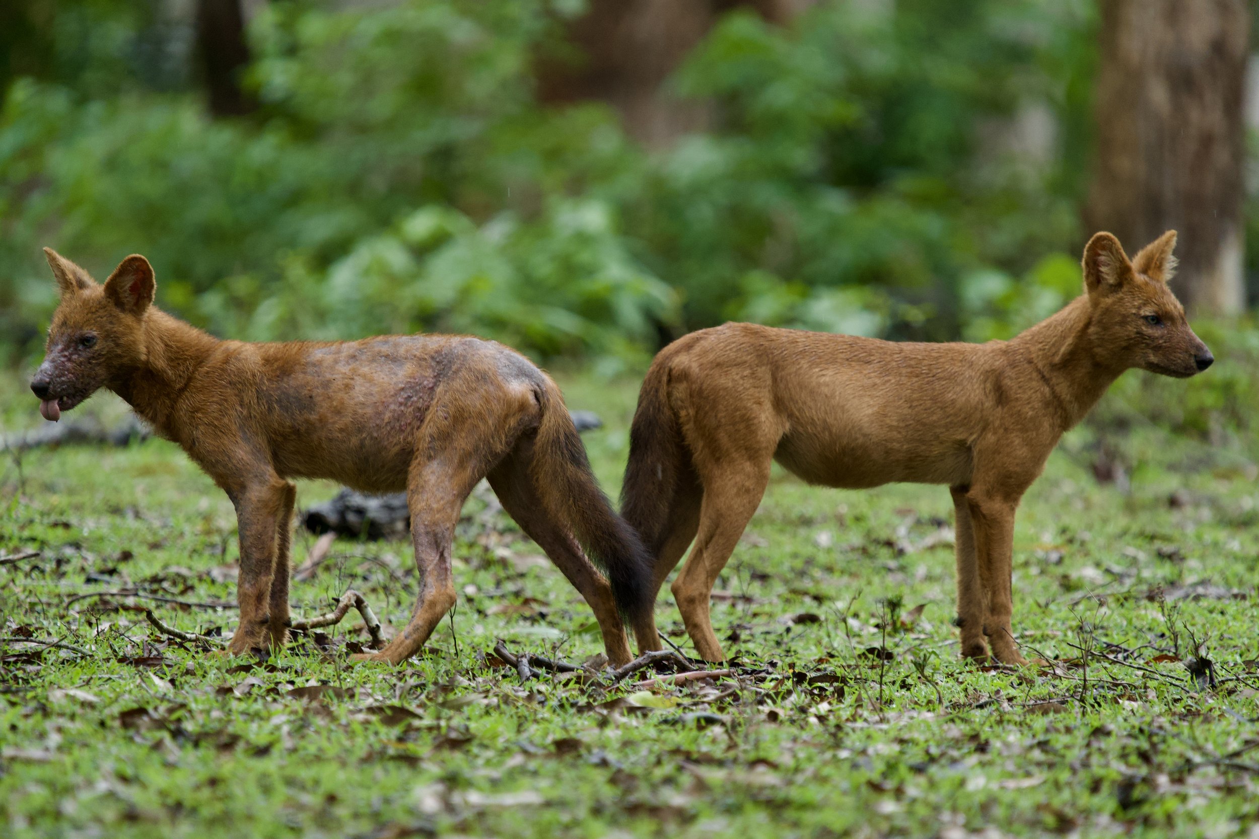 Two brown animals with tan fur standing on green grass in a forested area.