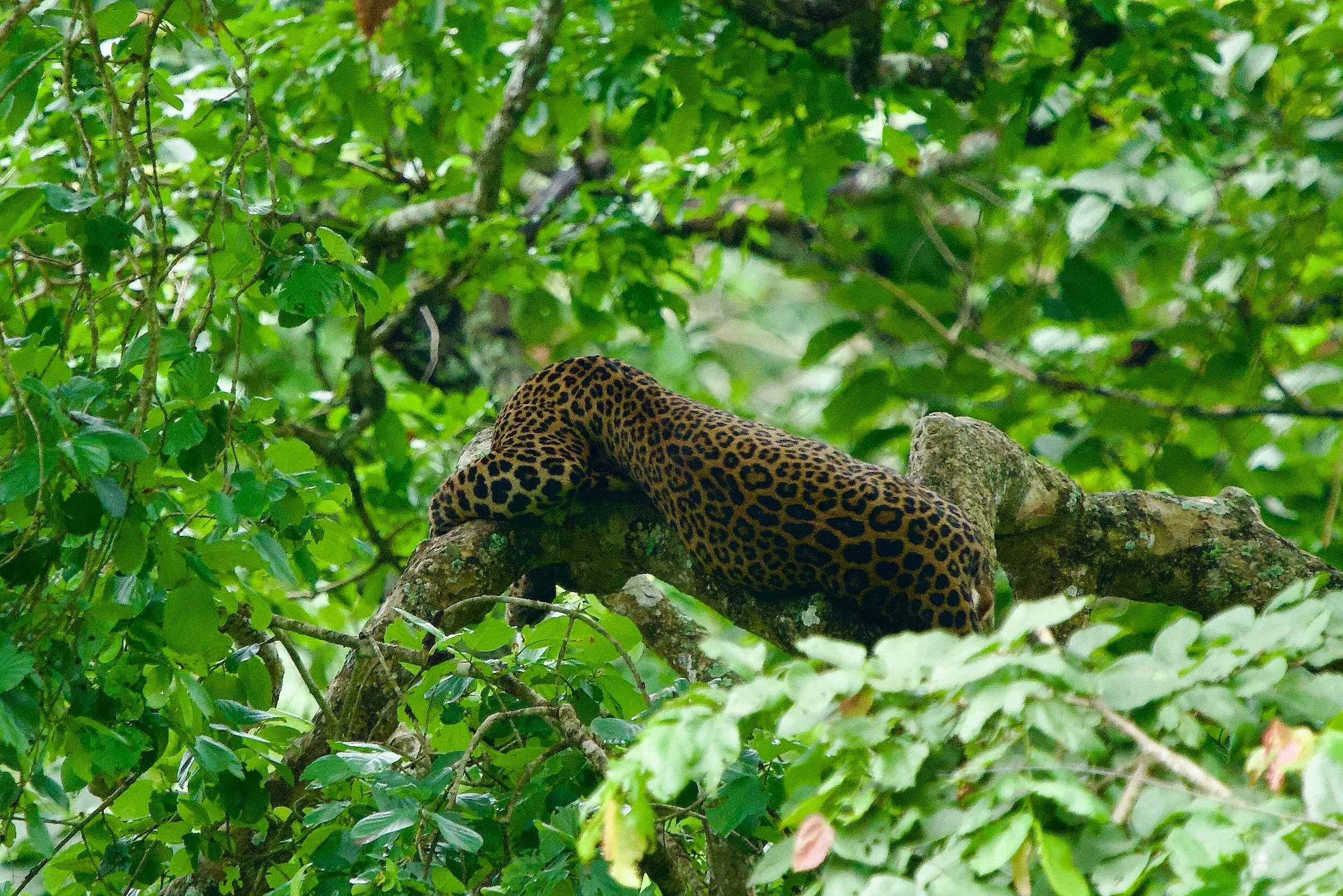 A leopard resting on a tree branch surrounded by dense green foliage.