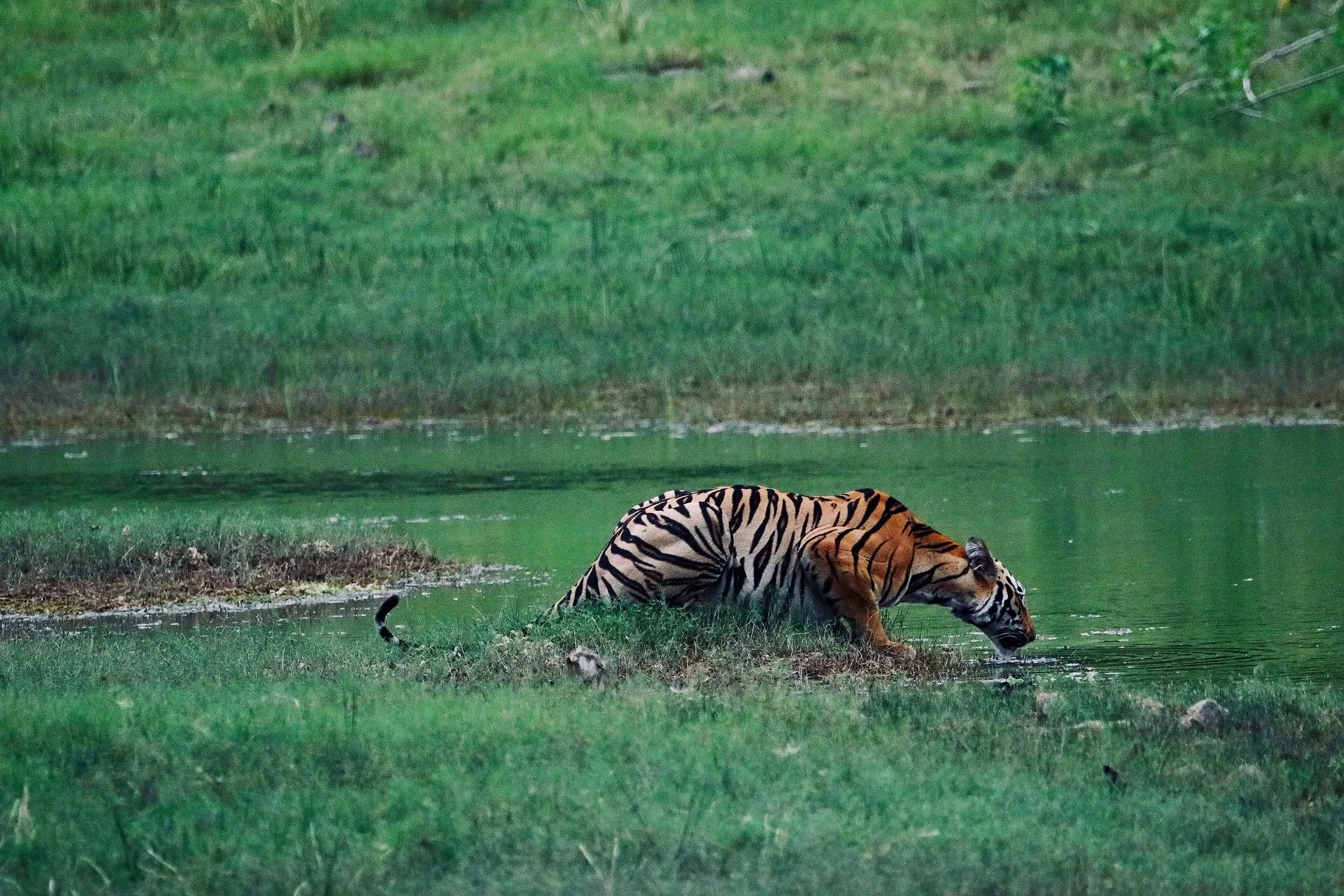A tiger drinking water from a body of water in a green, grassy landscape.
