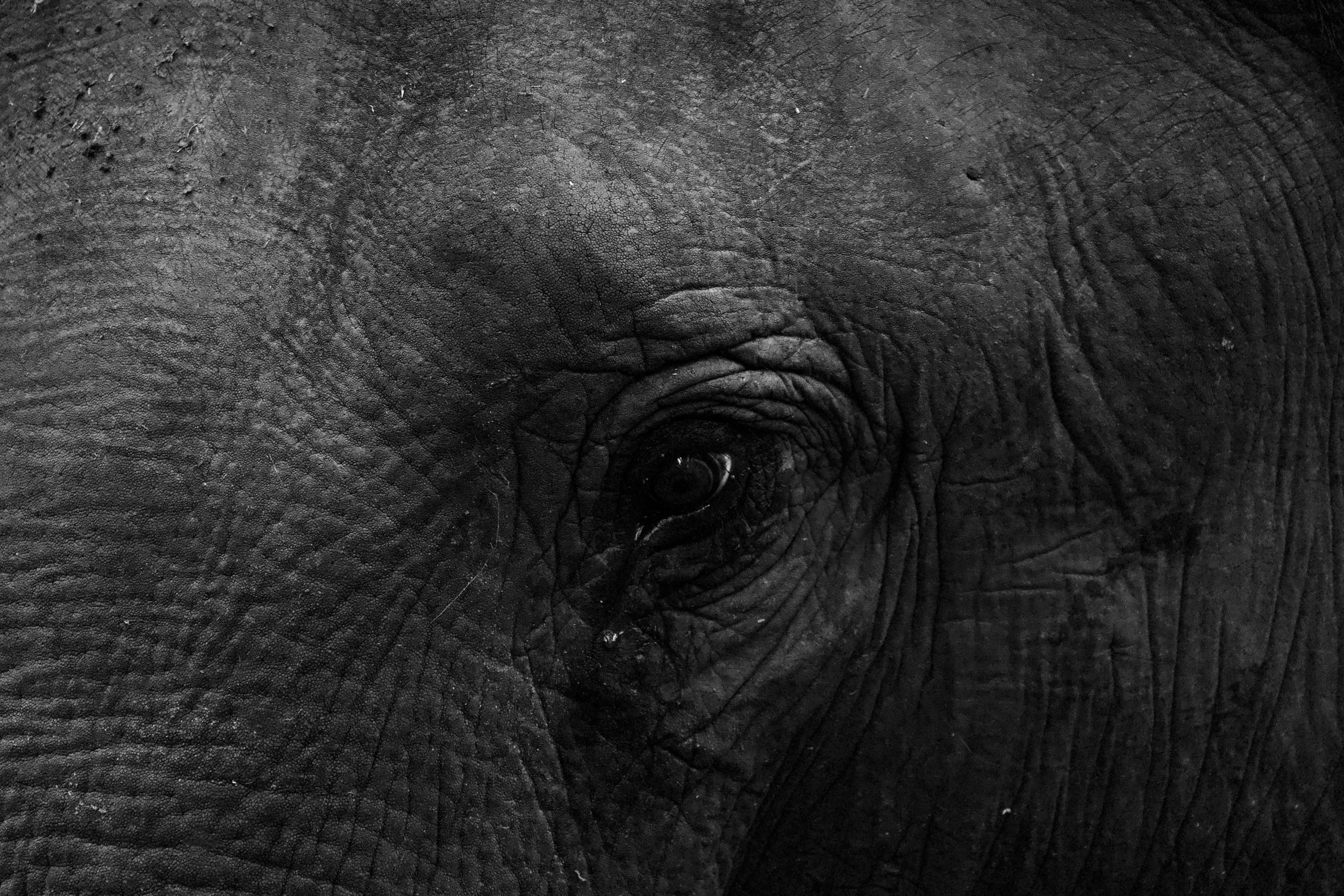 Eye of an Elephant, Kabini | 2026