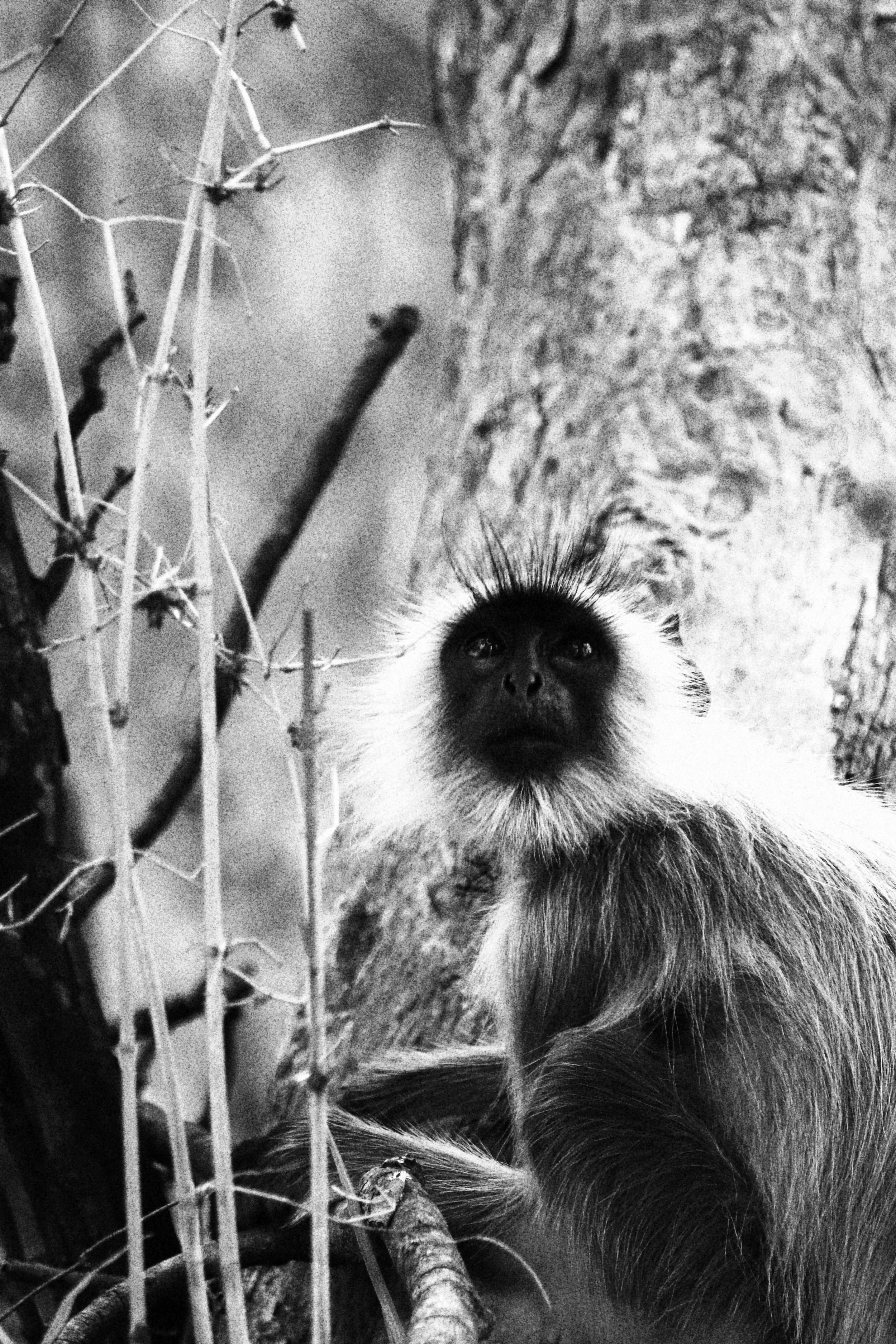 A close-up black and white photo of a small mammal with long fur and a pointed face, looking upwards, with a textured wall and some plant stems in the background.