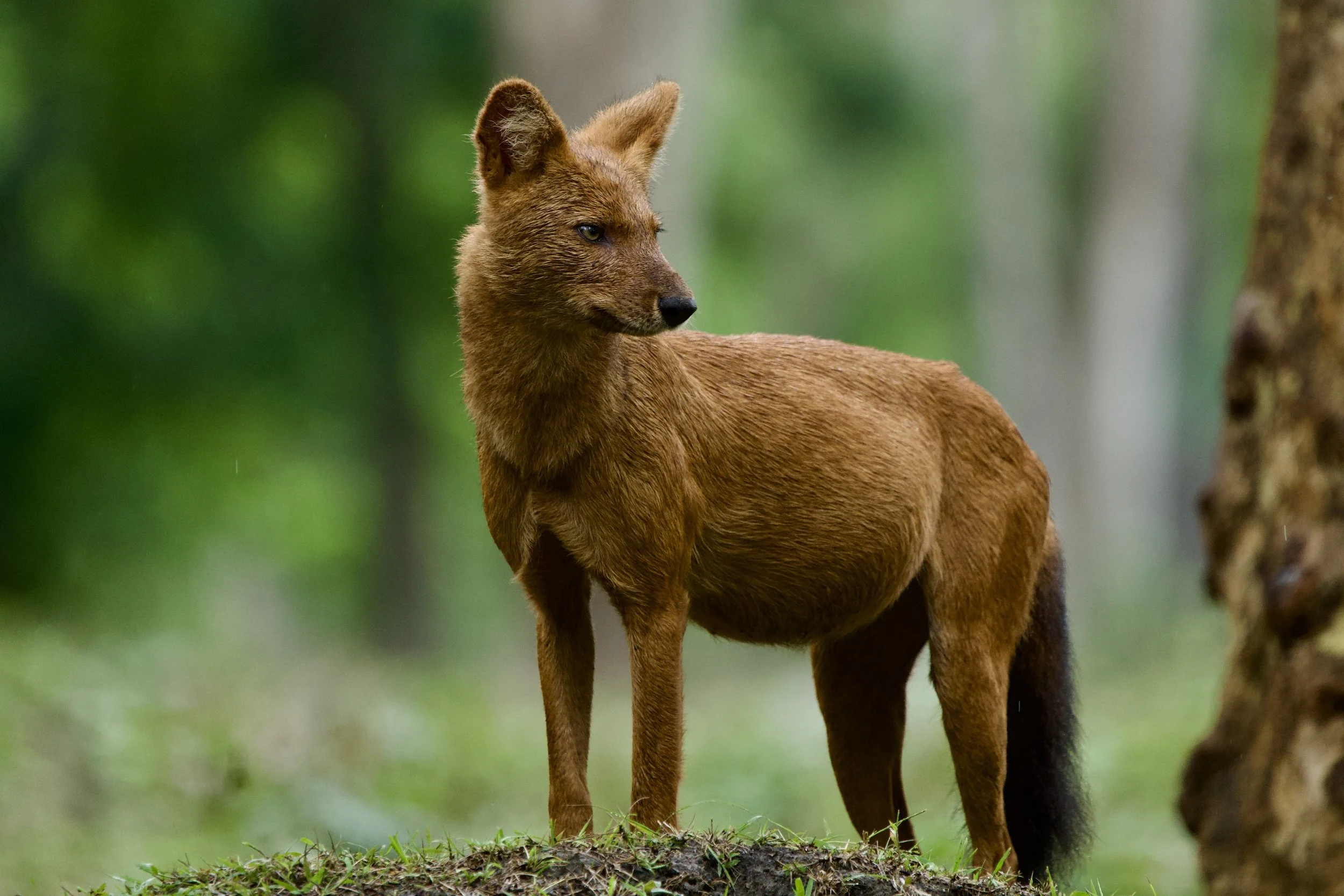 Dhole in Kabini | 2026