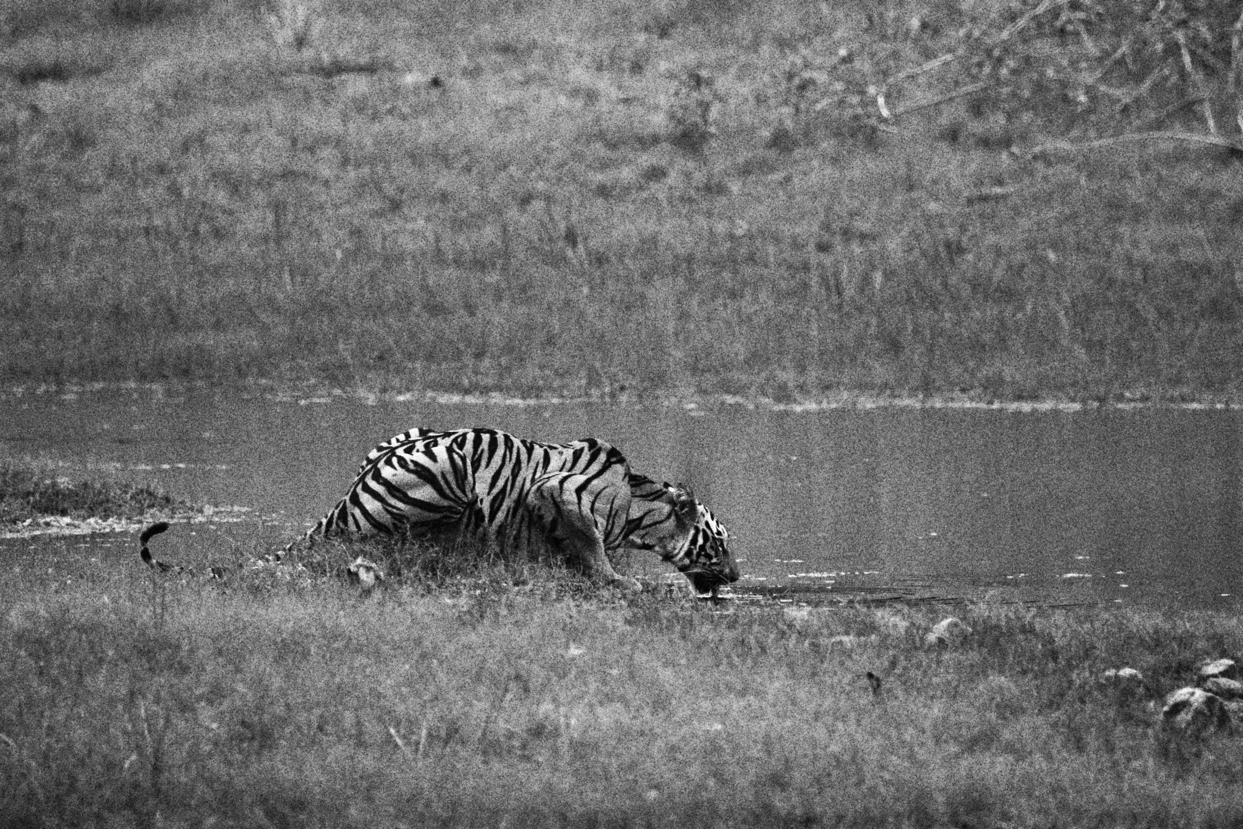 Tiger in Tadoba | 2024