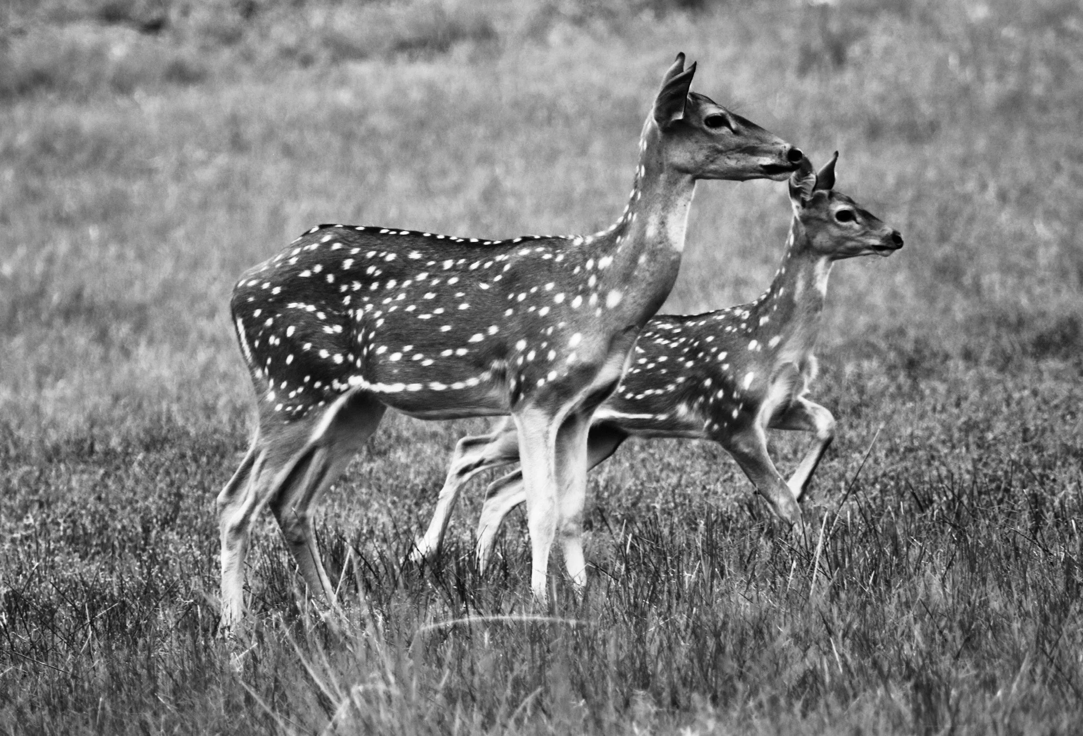 Black and white photo of two spotted deer running in a grassy field.