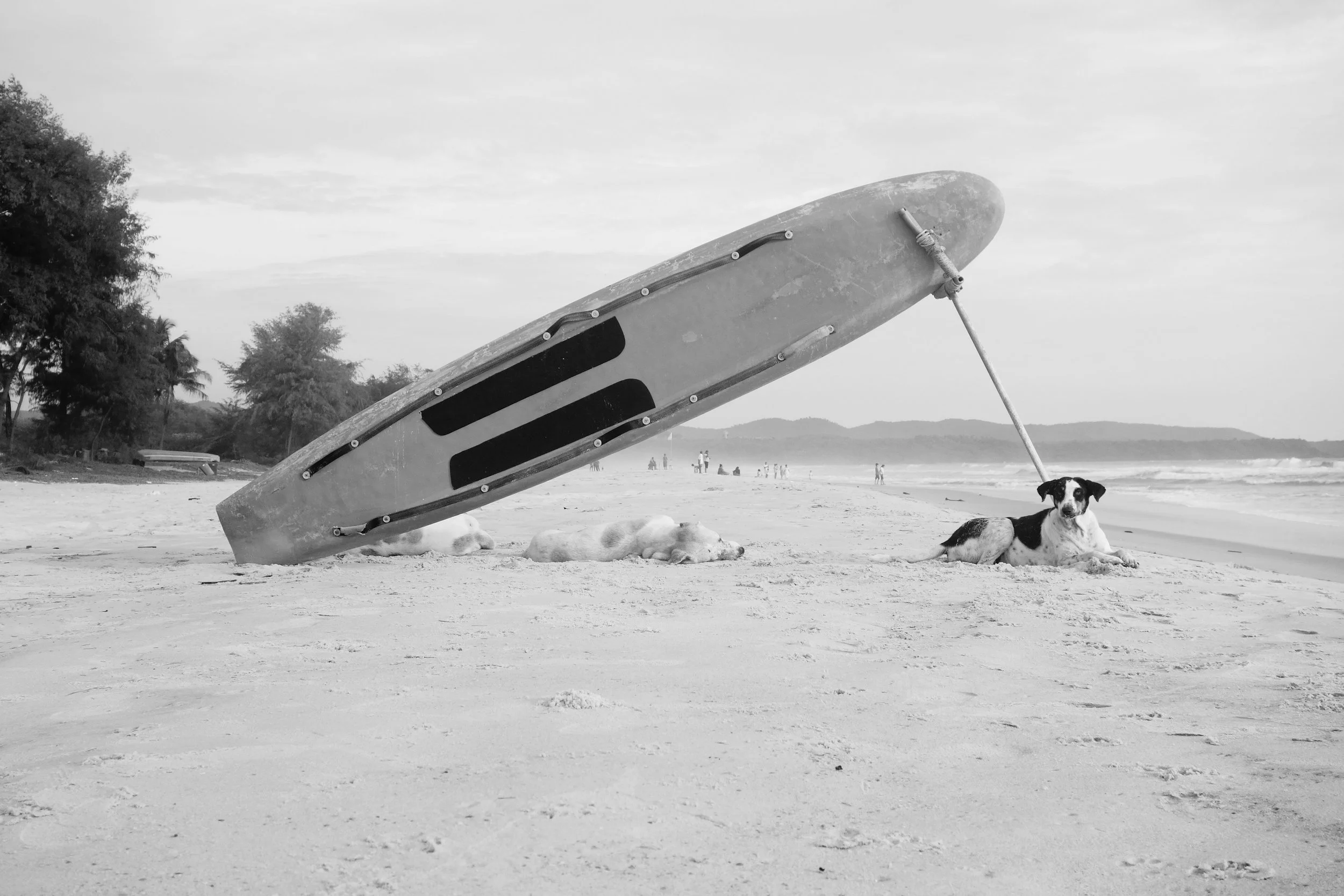 Surf Dawgs, Goa | 2024