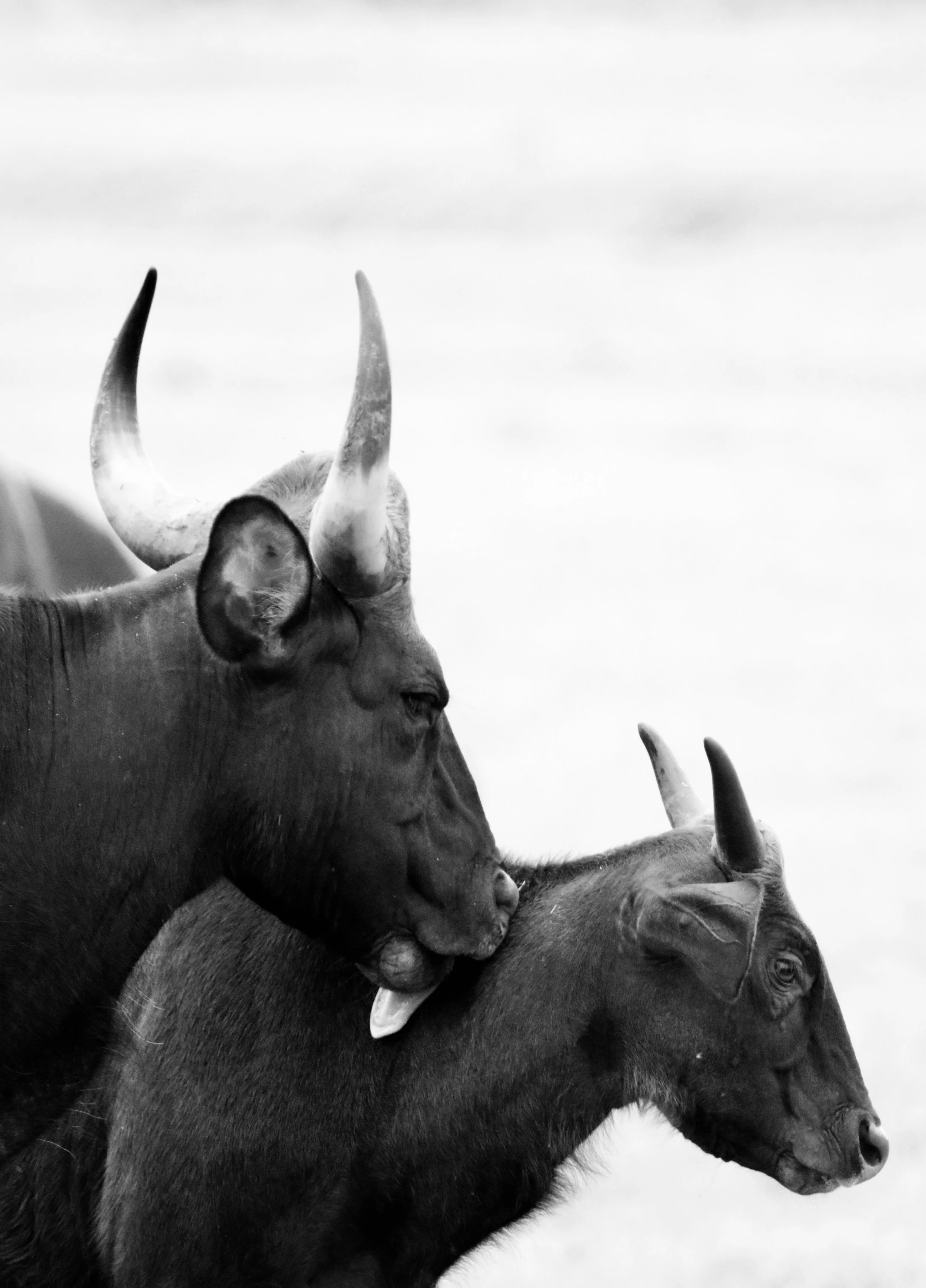 Black and white image of two buffaloes head-to-head, facing right, with large curved horns and woolly fur.