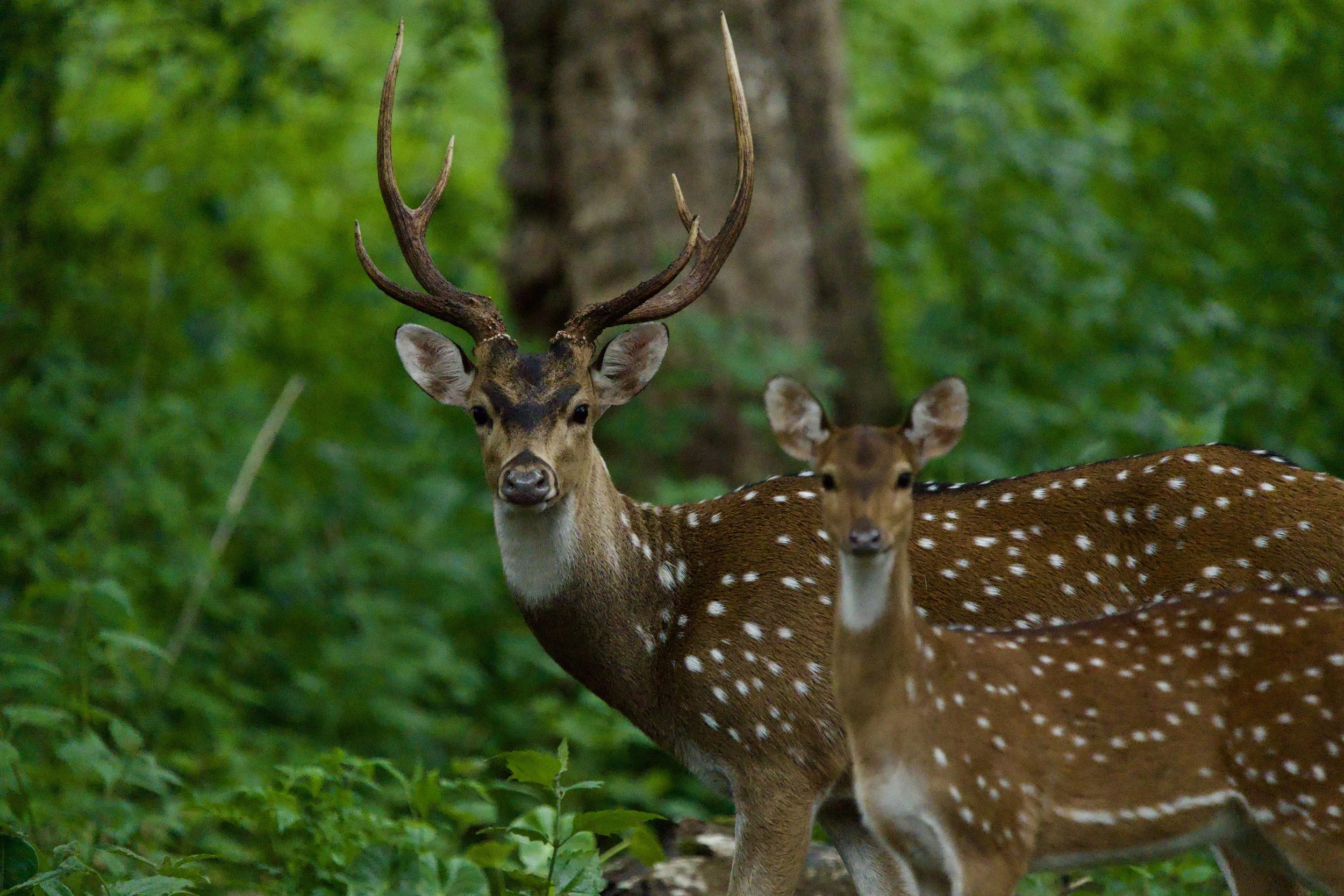 A deer with large antlers standing in a green forest, with another deer partially visible behind it.