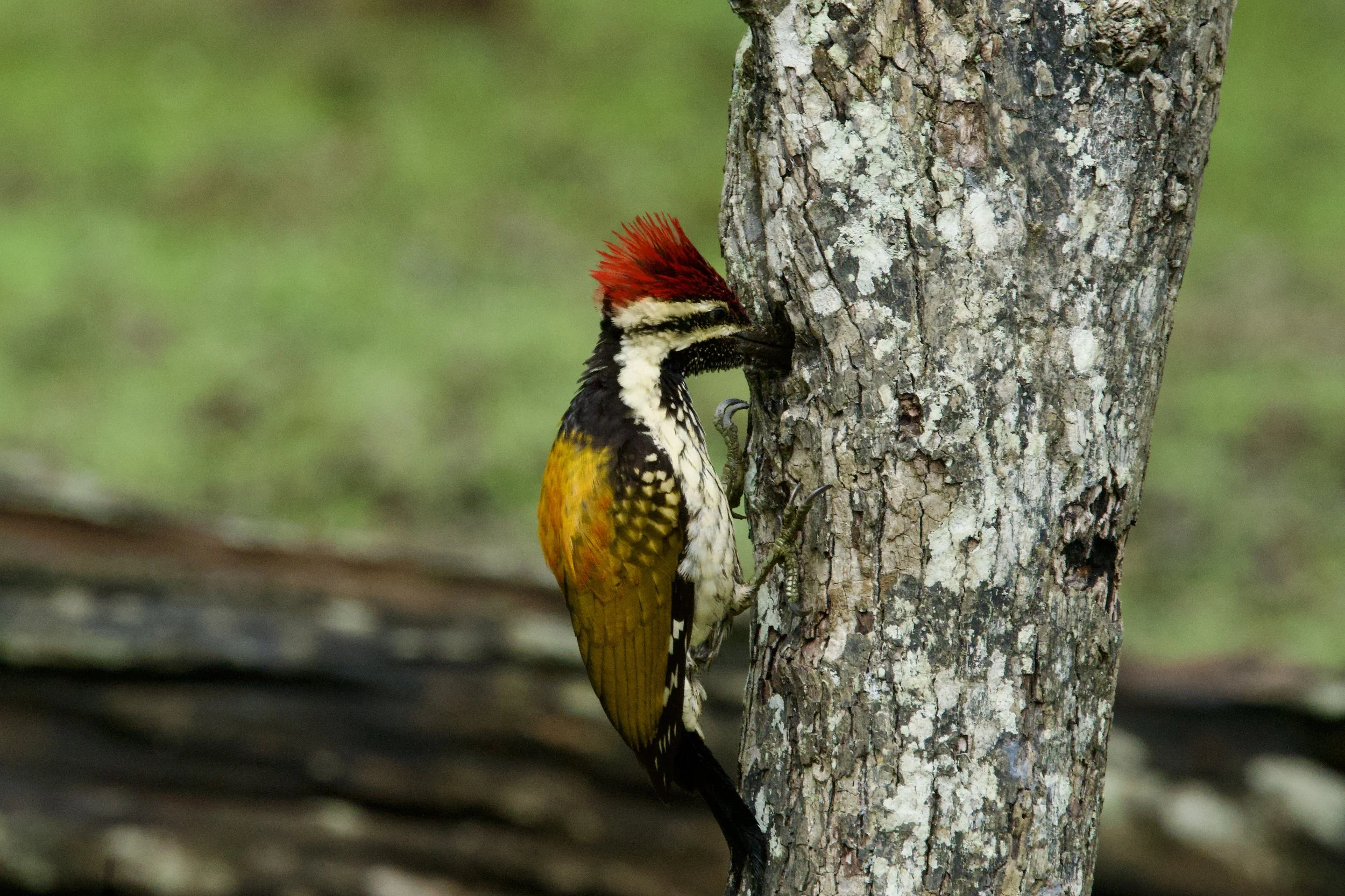 A woodpecker with a red crest and black and white body clings to a tree trunk.