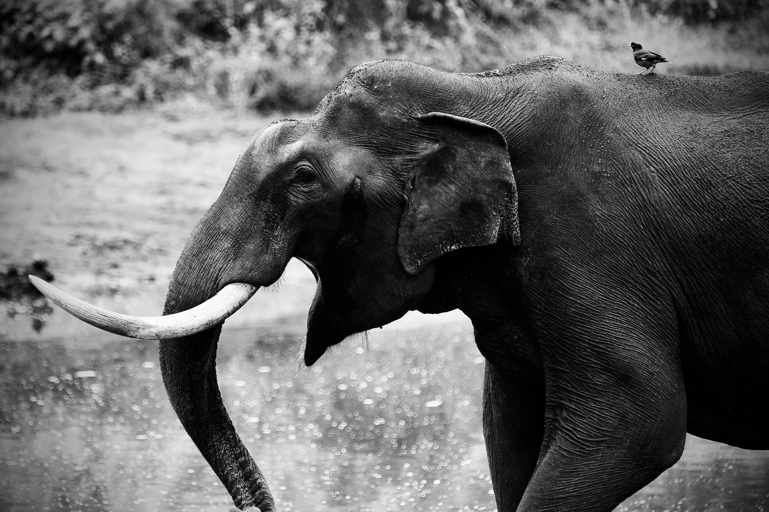 A black-and-white photo of an elephant with a bird perched on its back, near a water source.