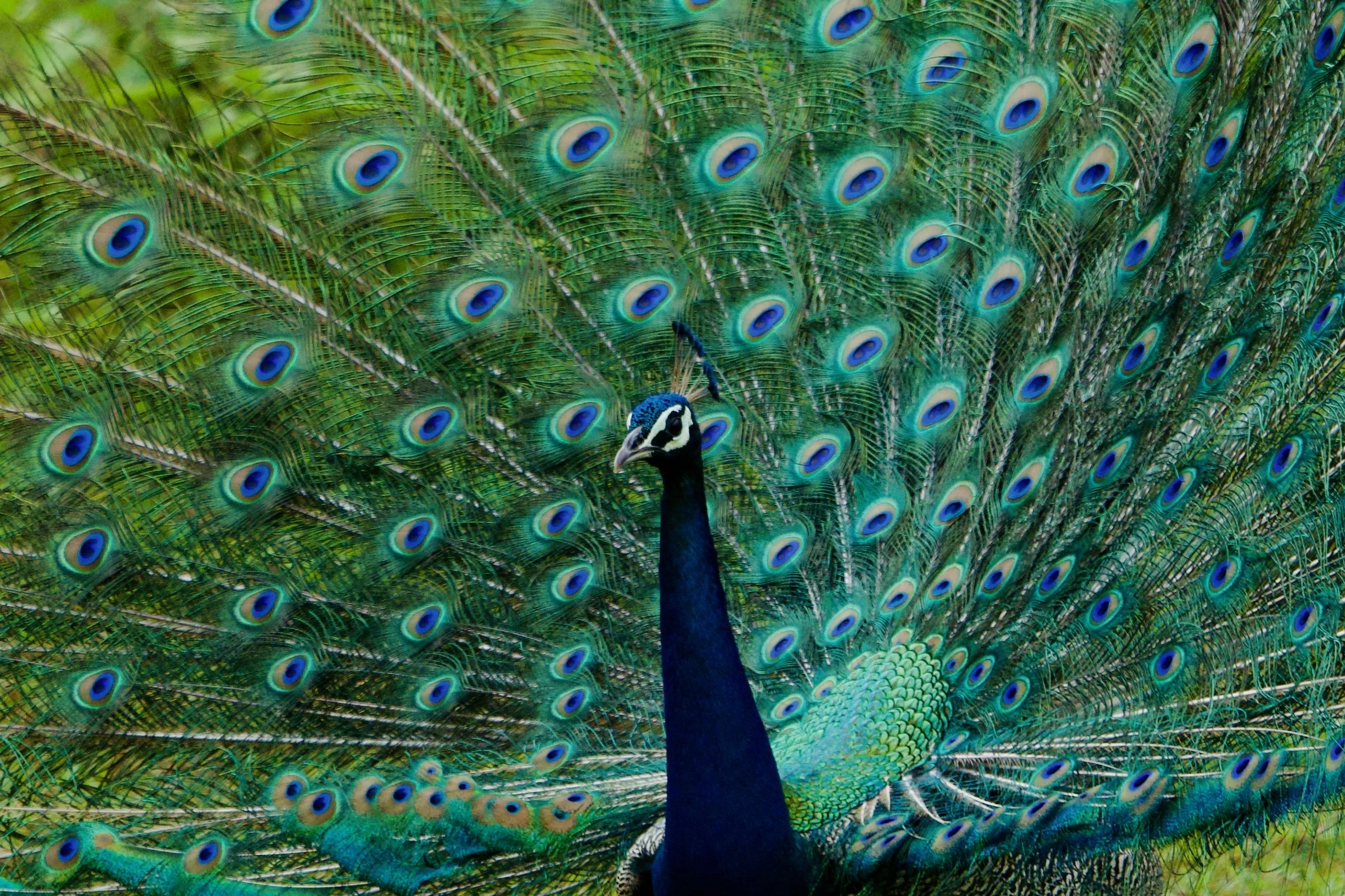 A peacock displaying its colorful tail feathers with eye-like patterns in green, blue, and gold, set against a green background.