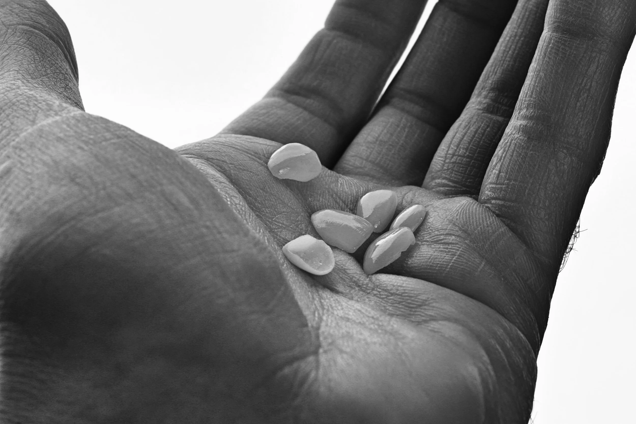 Close-up of a hand holding small white stones or shells.