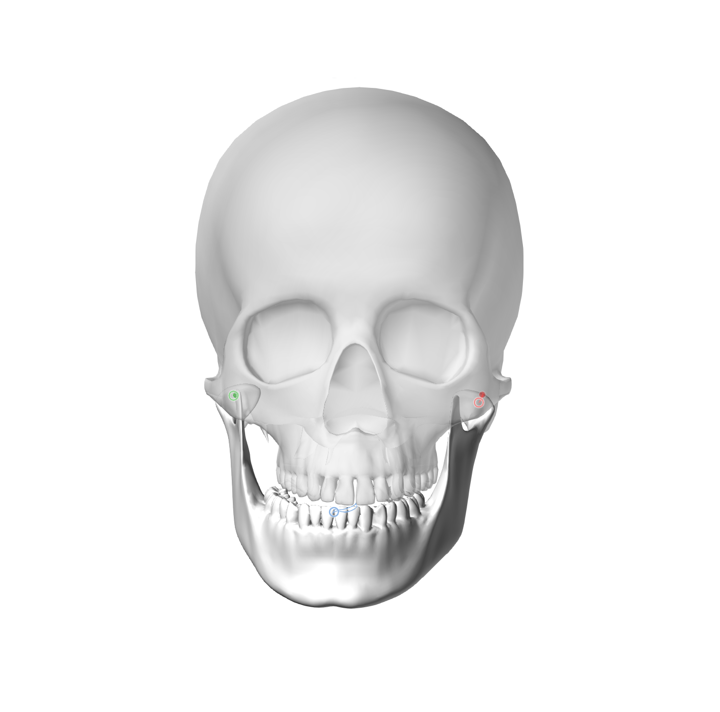 Front view of a human skull with markers near the eye sockets and jaw.