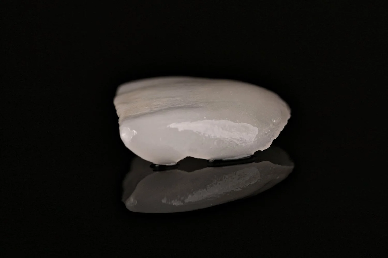 Close-up of a white seashell on a black reflective surface.